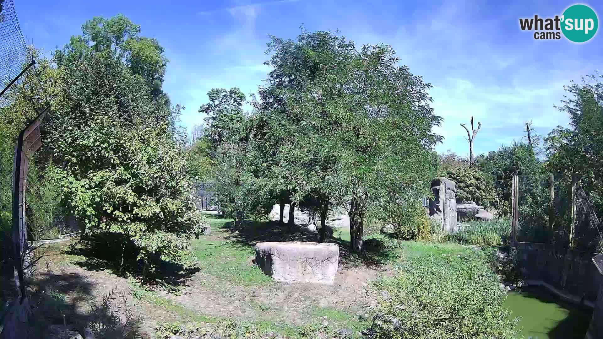 Zoo Zagreb – Leones
