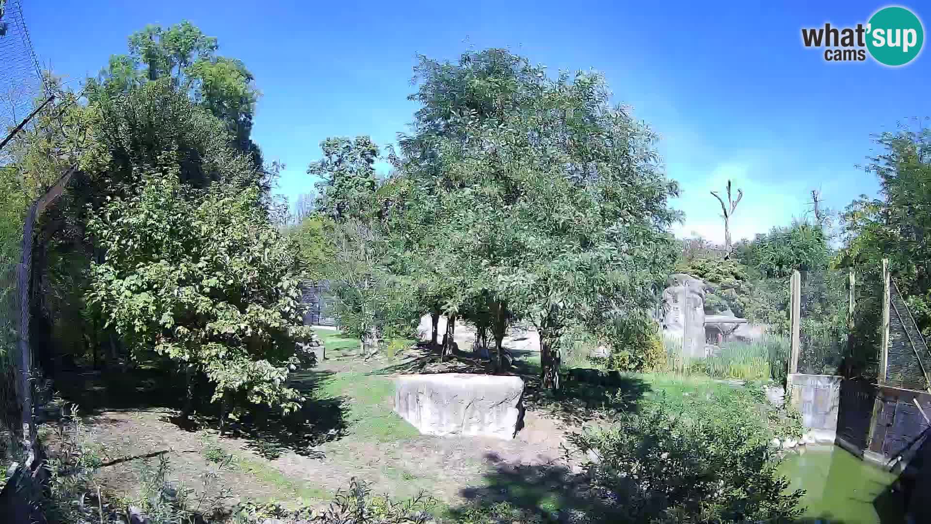 Zoo Zagreb – Lavovi
