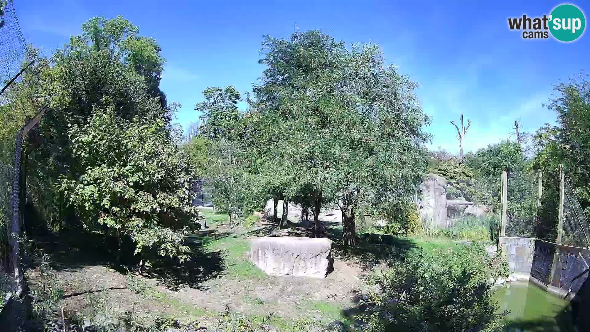 Zoo Zagreb – Leones