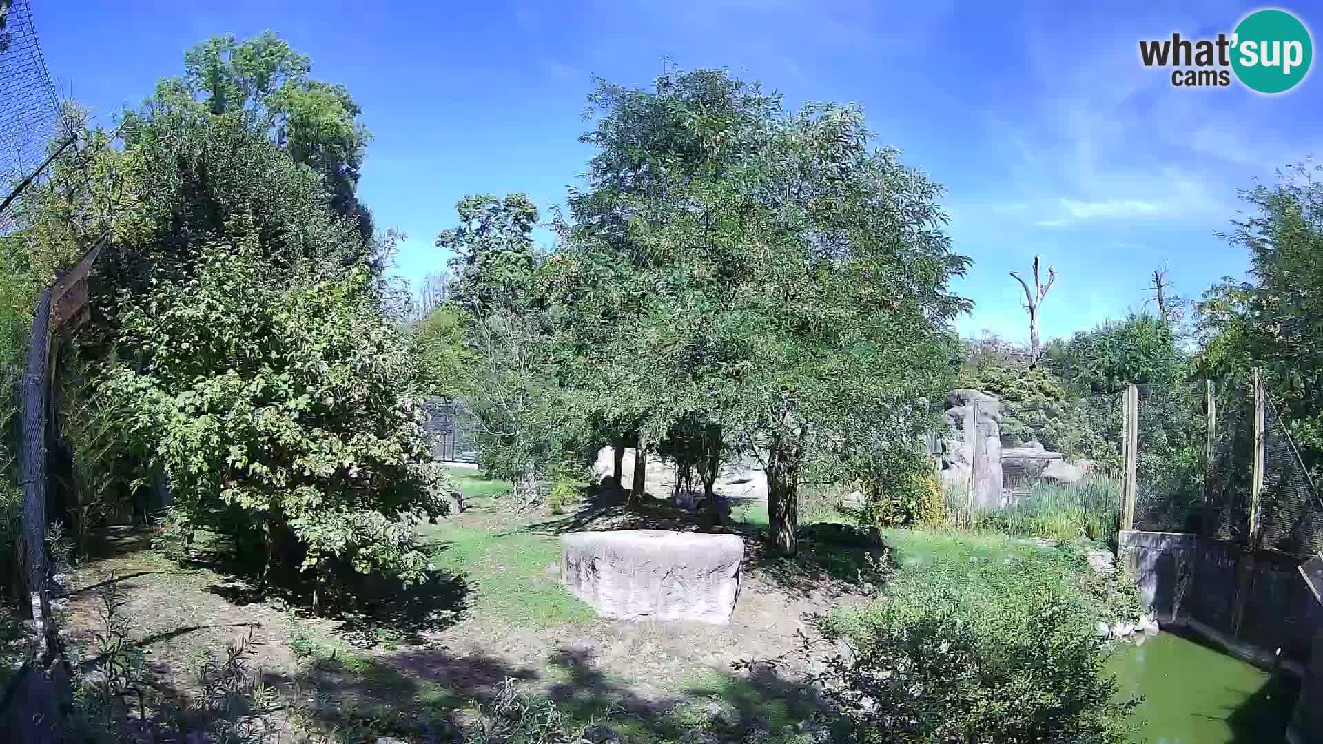 Zoo Zagreb – Lavovi