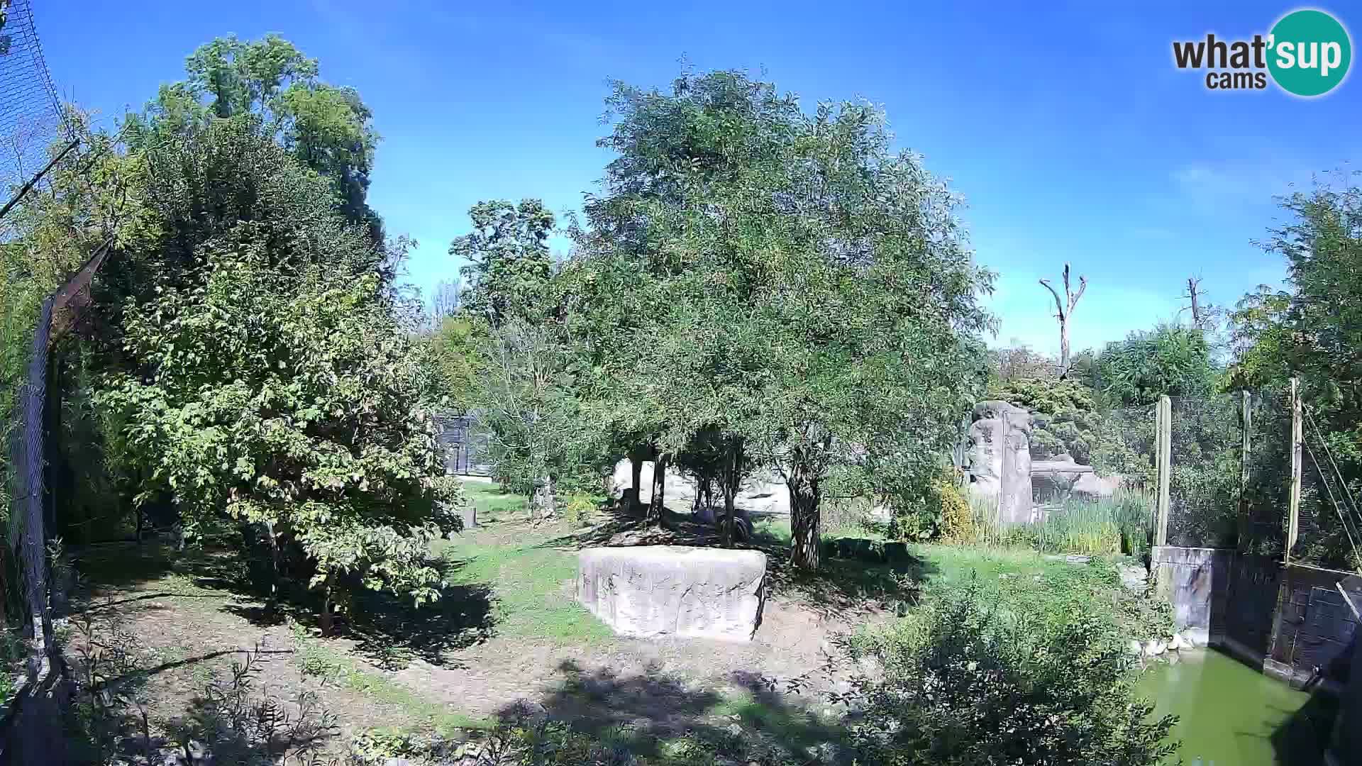 Zoo Zagreb – Lion