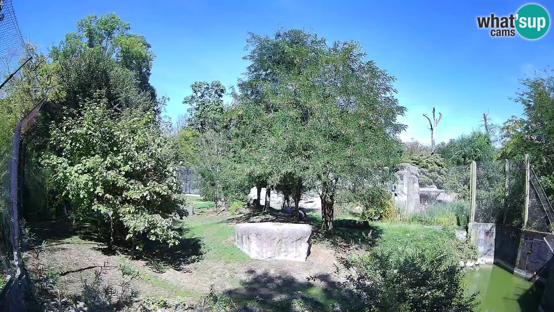 Spletna kamera Zoo Zagreb – Levi