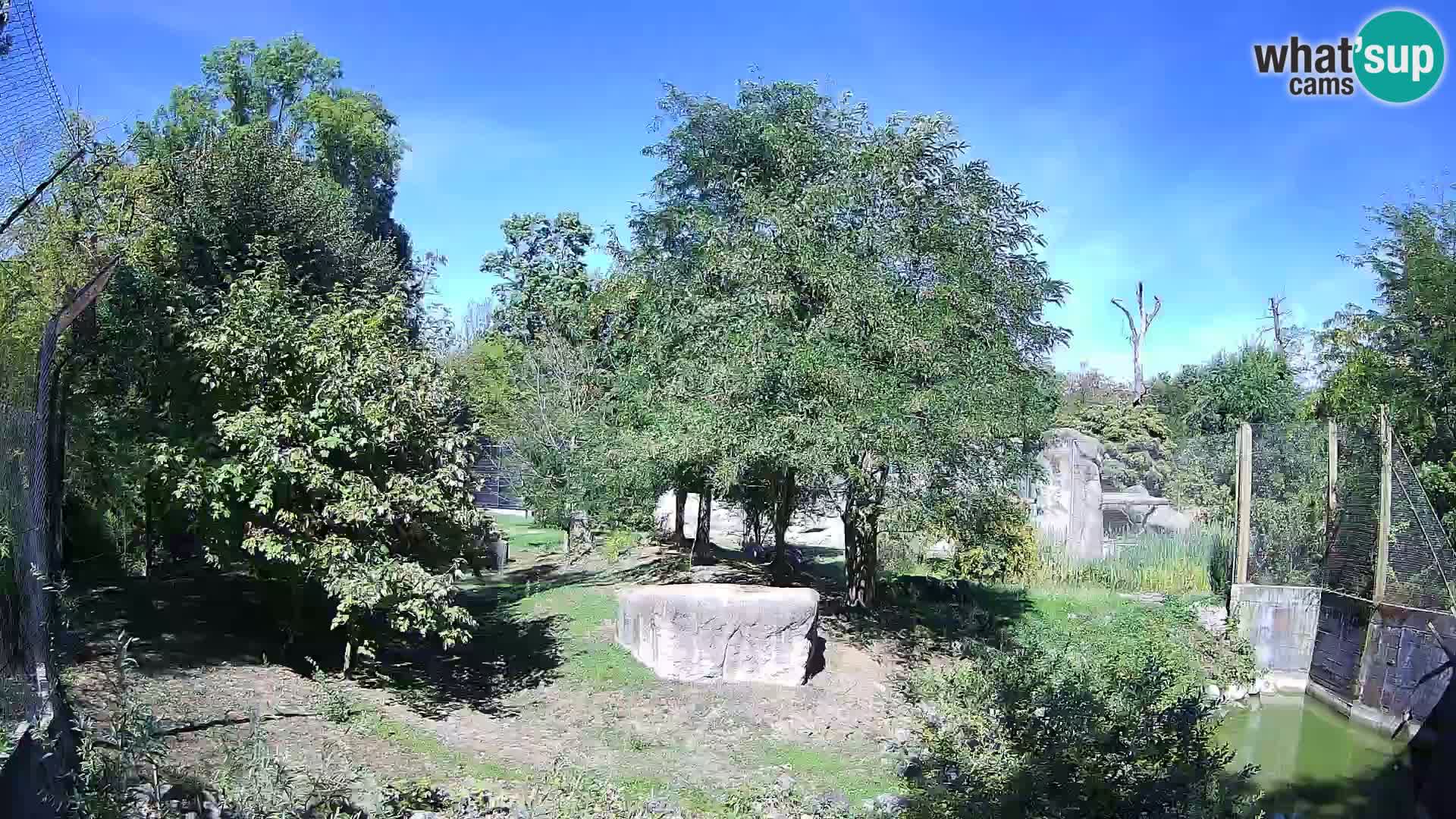 Spletna kamera Zoo Zagreb – Levi