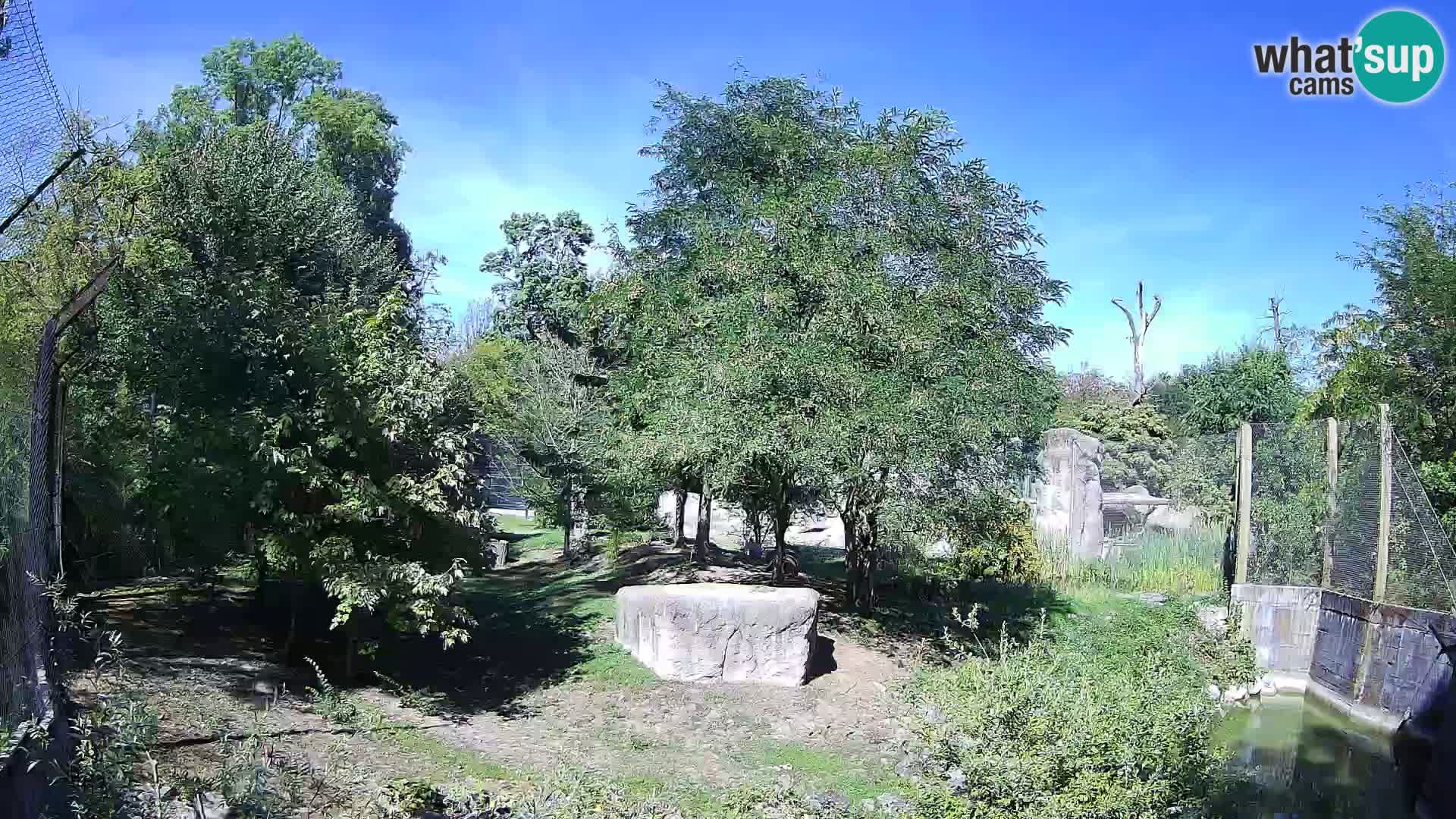 Spletna kamera Zoo Zagreb – Levi