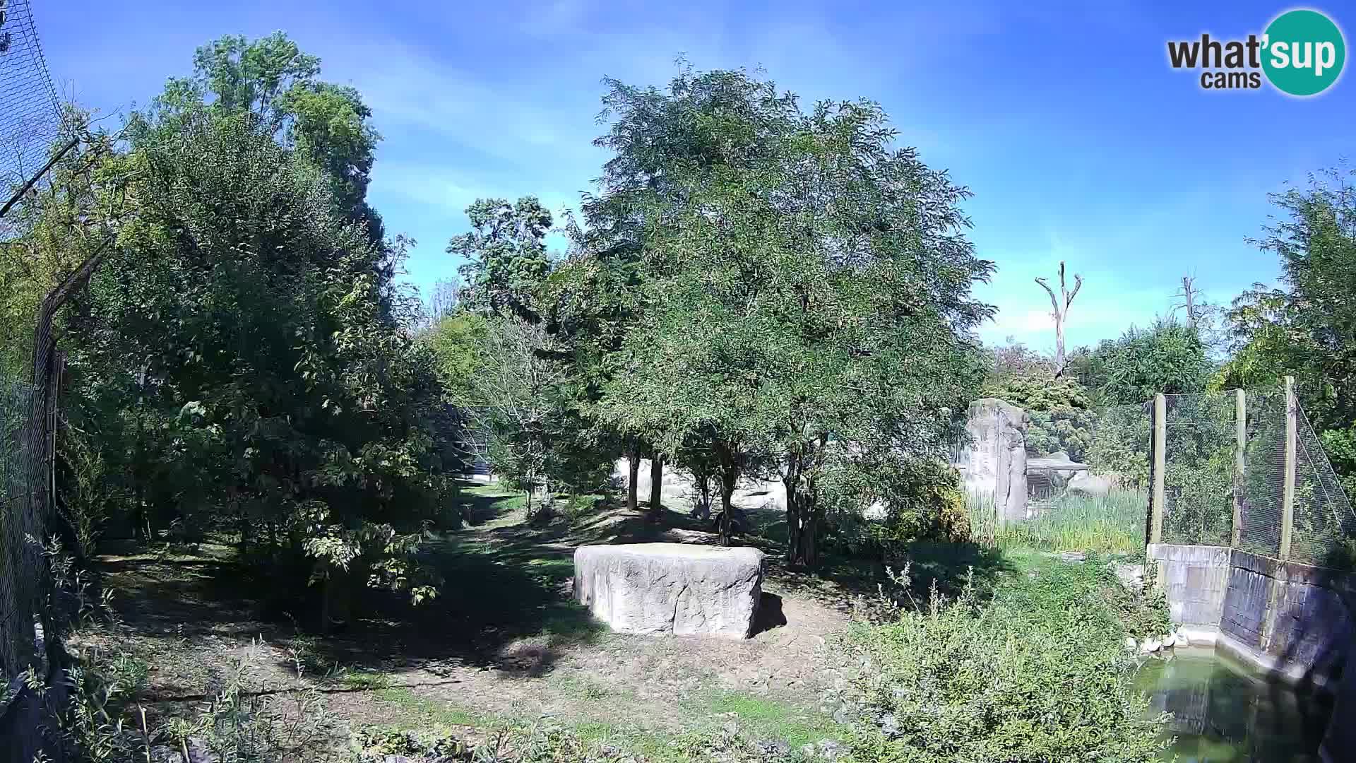 Zoo Zagreb – Leones