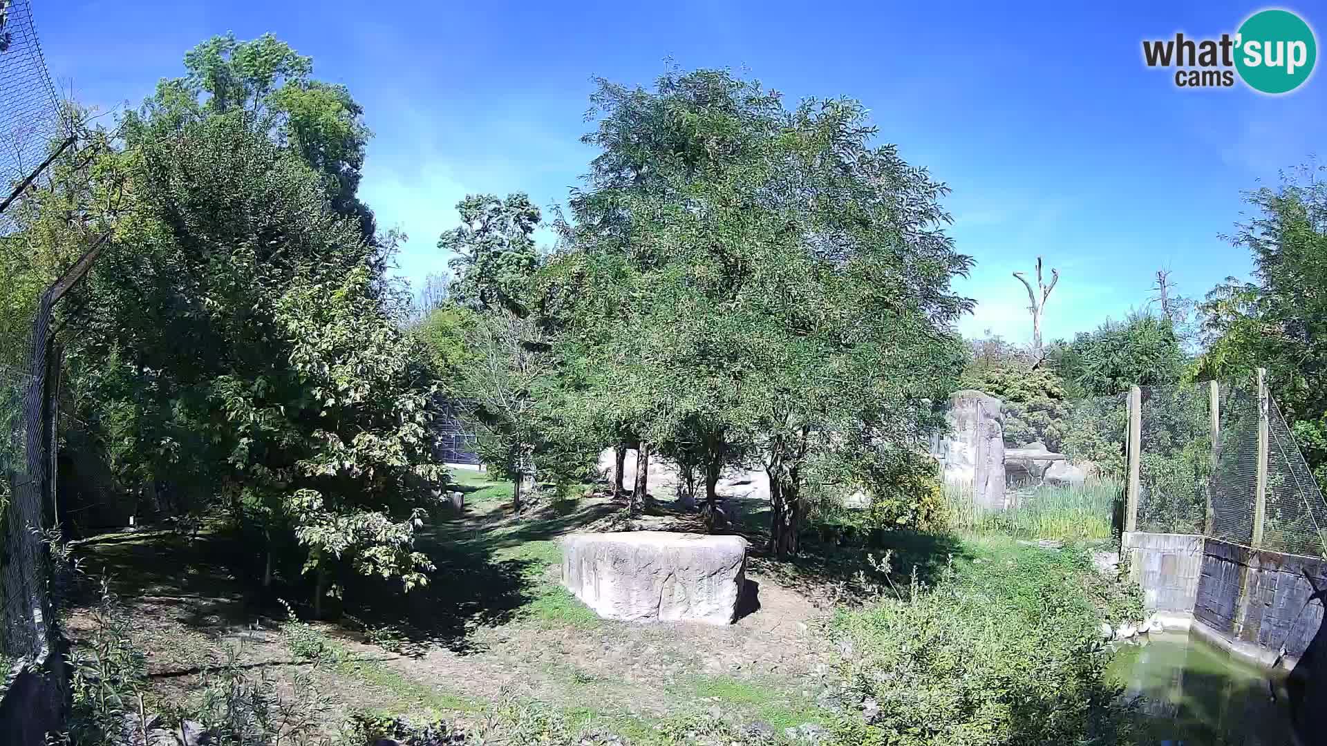 Zoo Zagreb – Lion