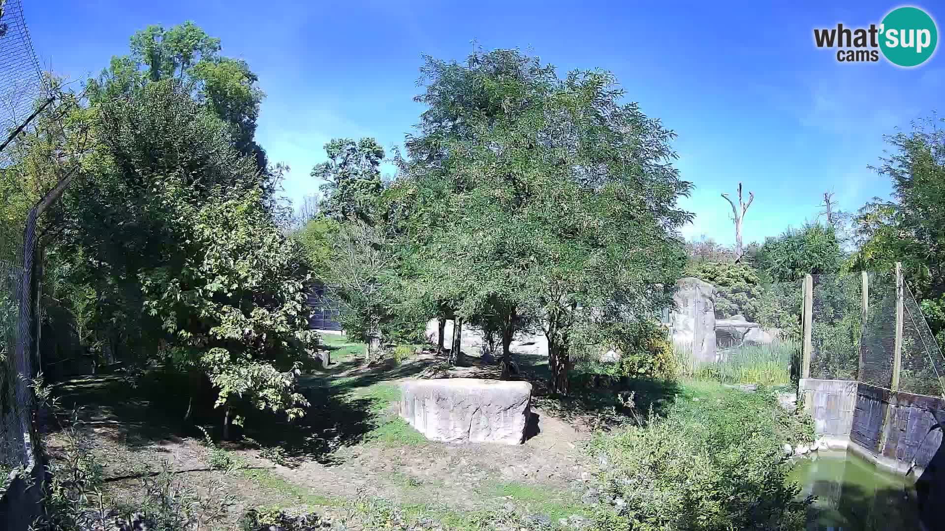 Zoo Zagreb – Lion