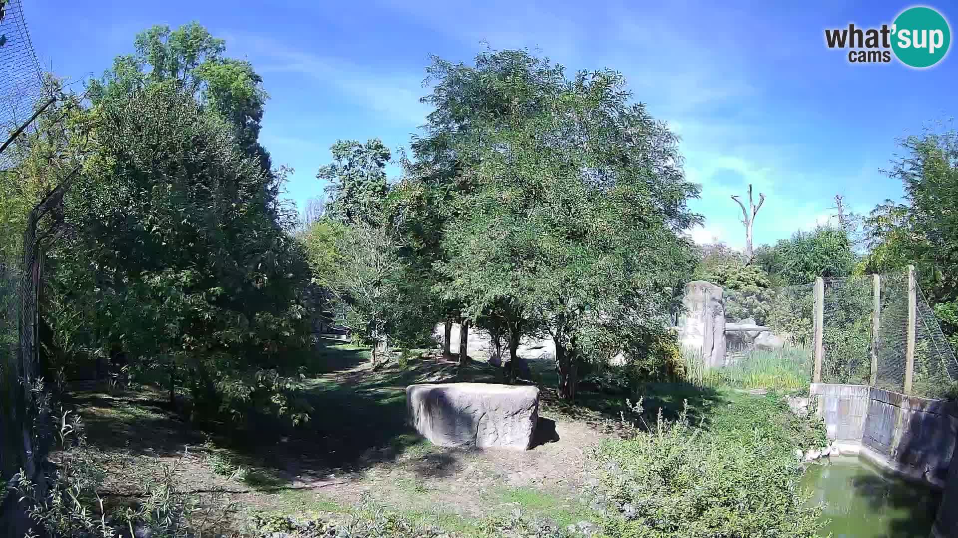 Spletna kamera Zoo Zagreb – Levi