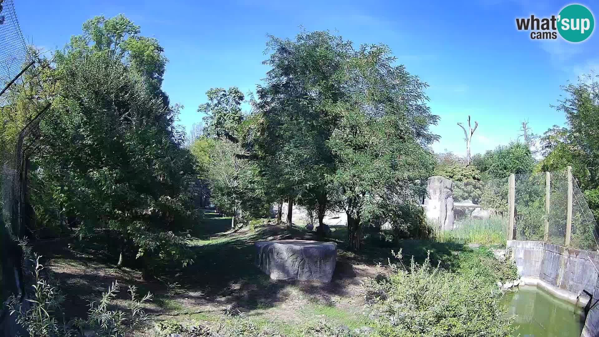 Zoo Zagreb – Lion
