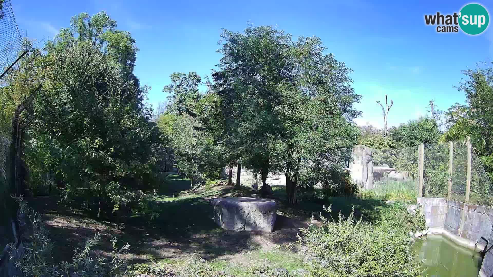 Zoo Zagreb – Lavovi