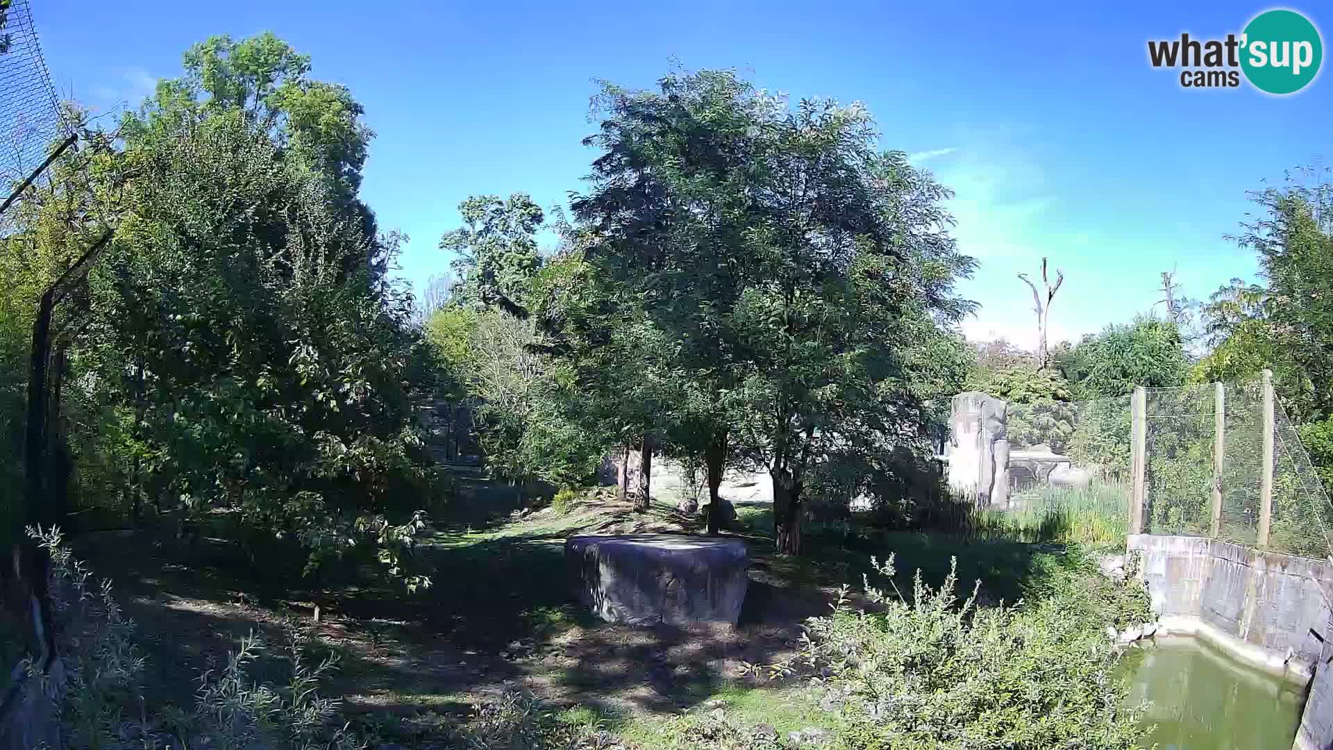 Spletna kamera Zoo Zagreb – Levi
