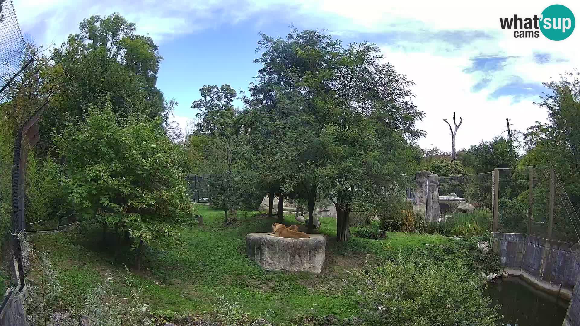Zoo Zagreb – Löwen