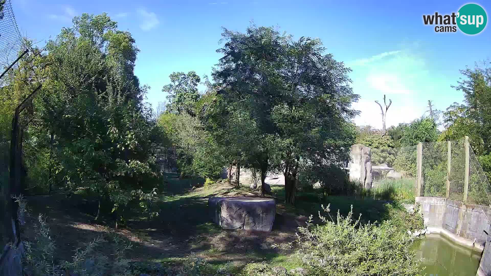 Spletna kamera Zoo Zagreb – Levi