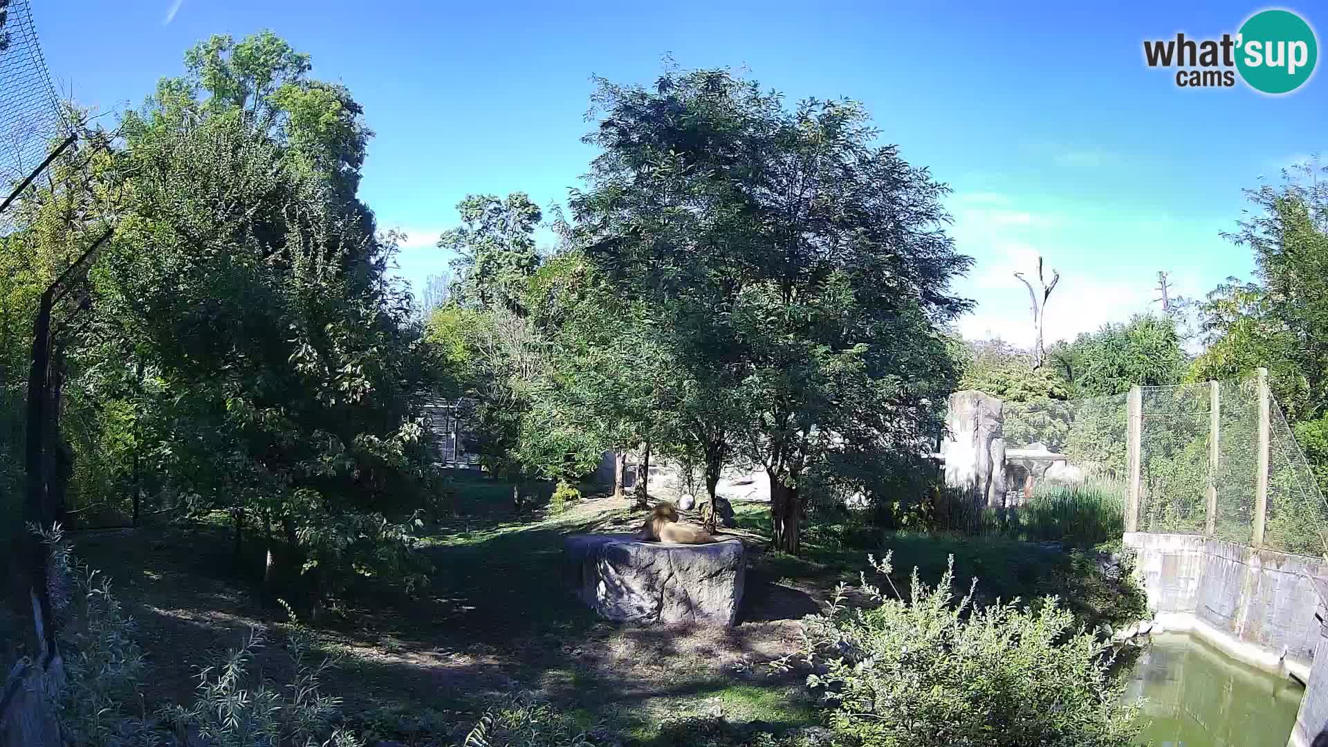 Zoo Zagreb – Lion
