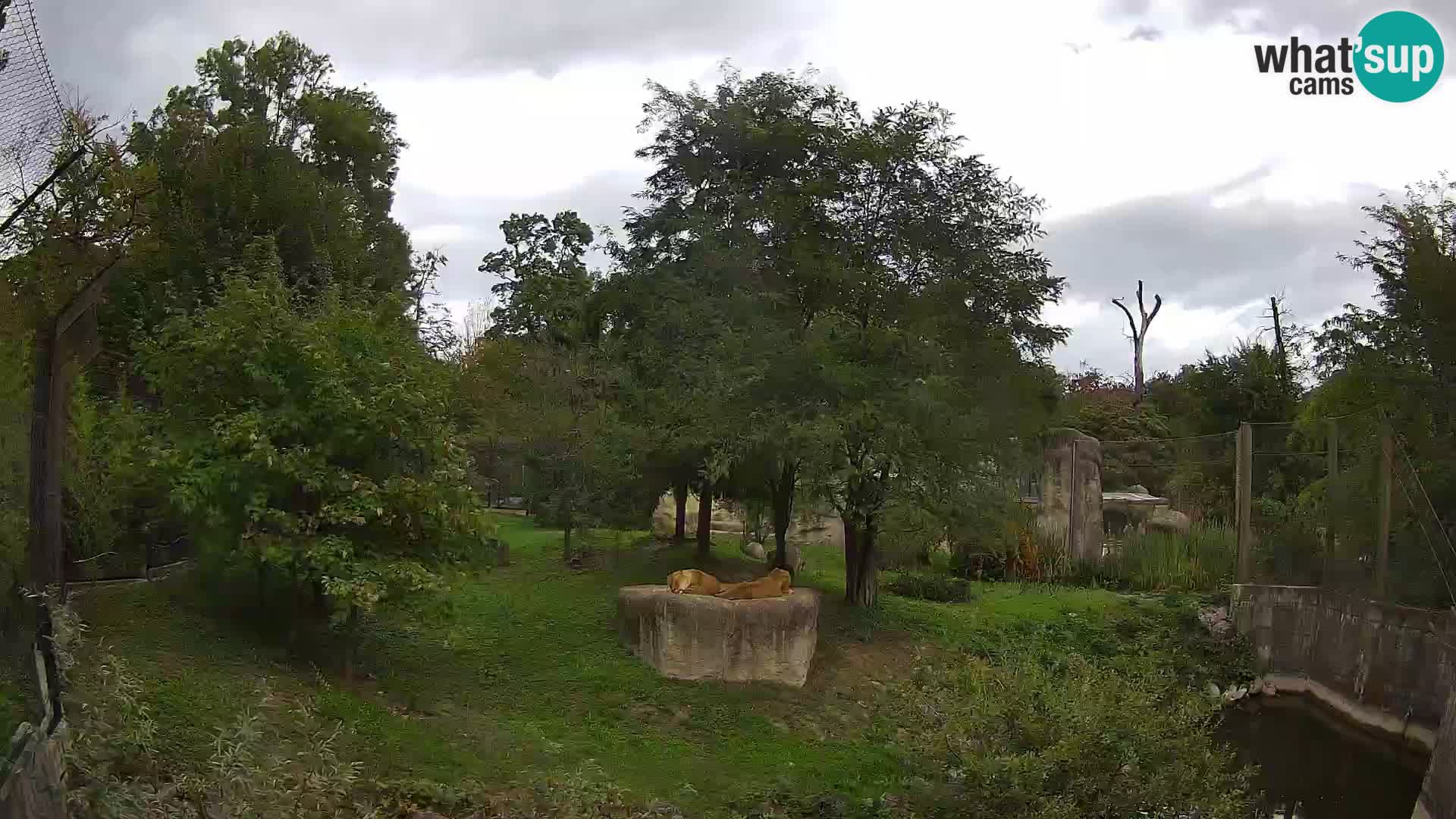 Spletna kamera Zoo Zagreb – Levi