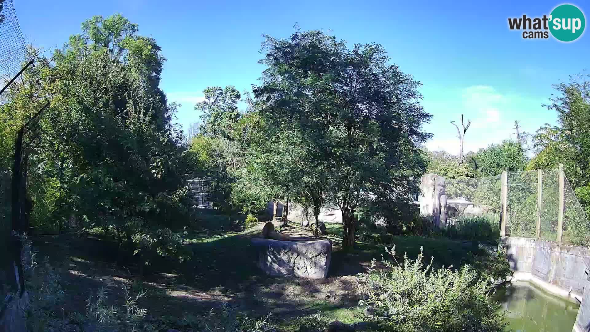 Zoo Zagreb – Lion