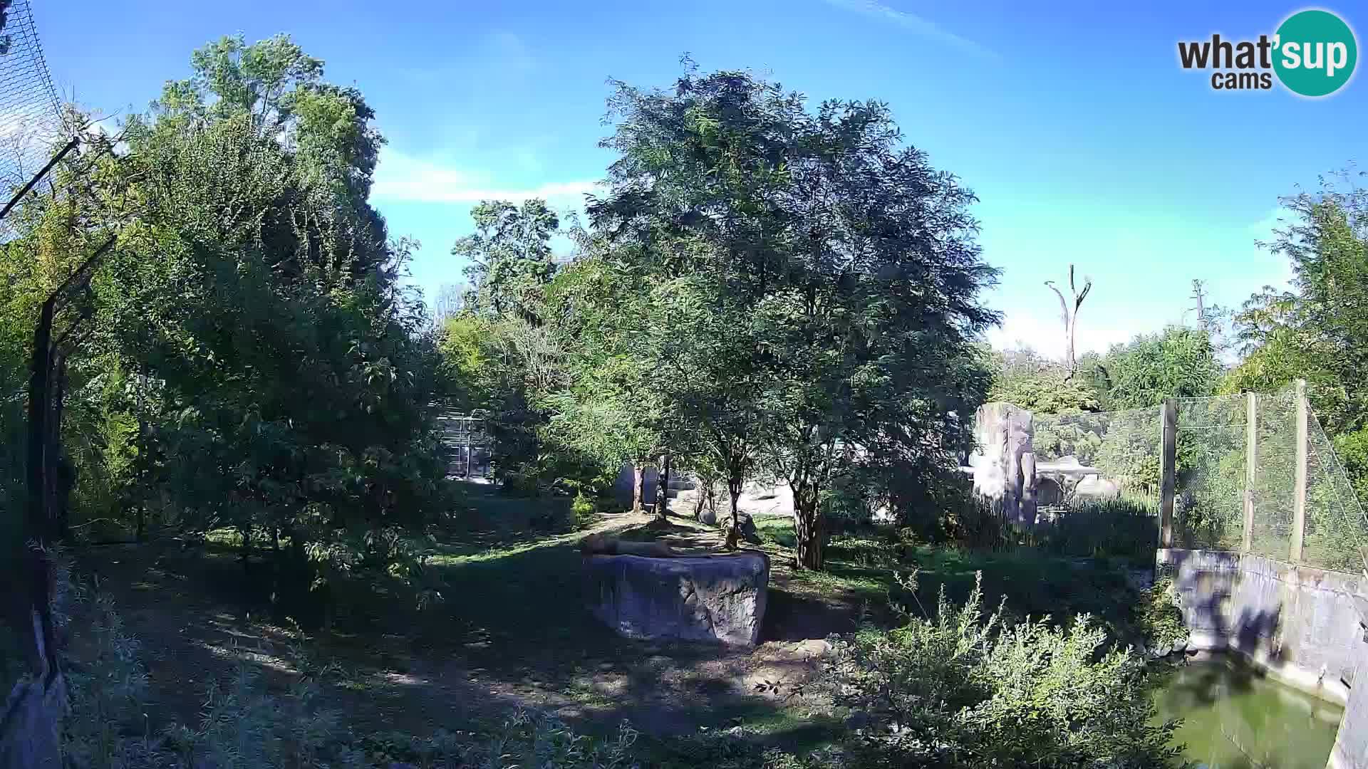 Spletna kamera Zoo Zagreb – Levi