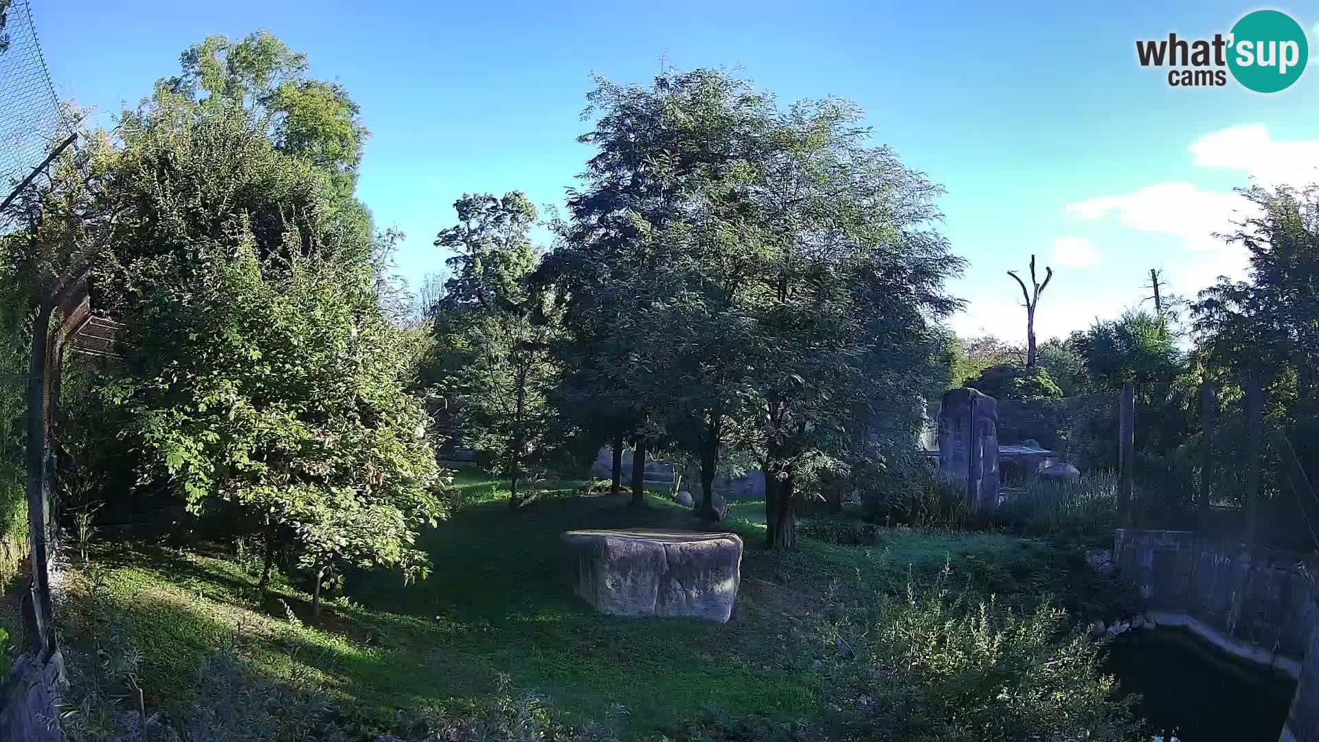 Zoo Zagreb – Lavovi