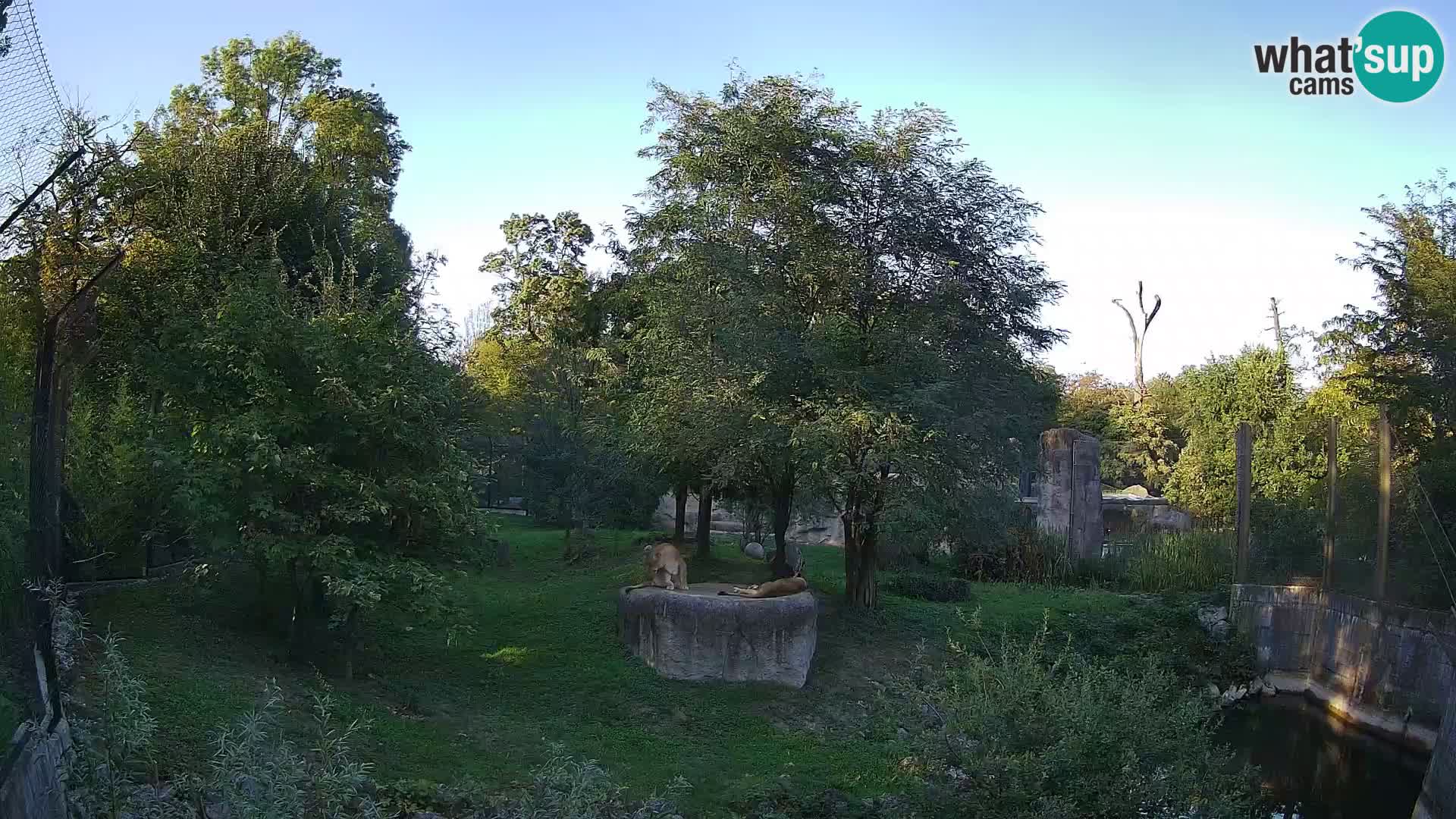 Zoo Zagreb – Leones