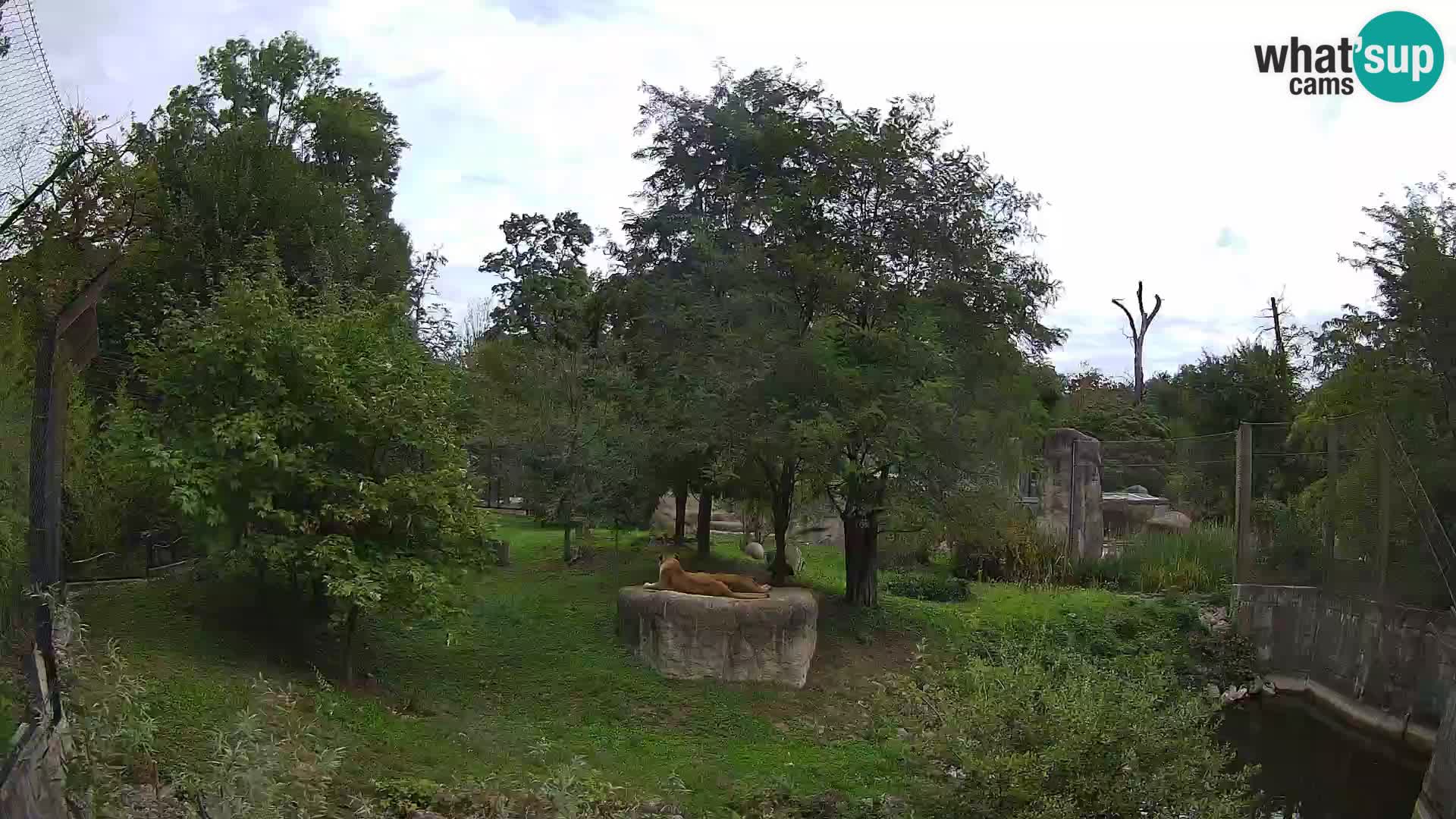 Zoo Zagreb – Löwen