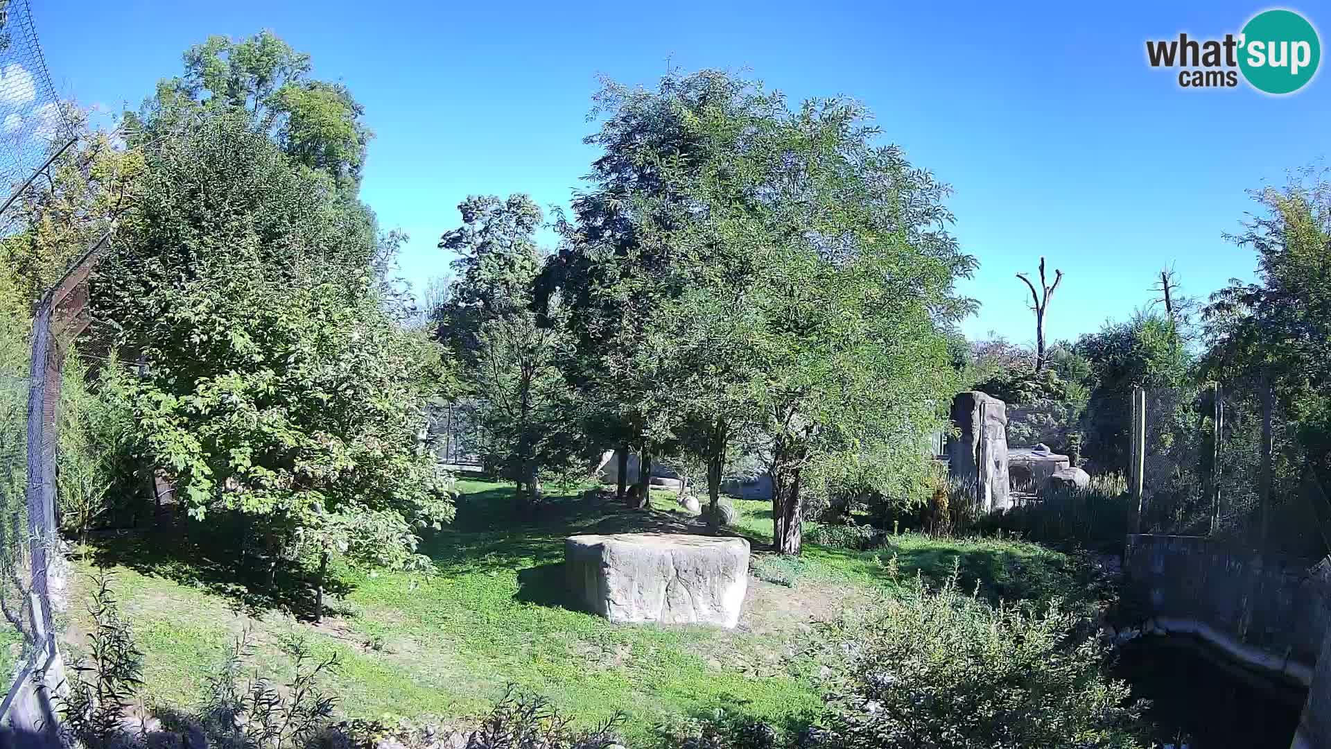 Zoo Zagreb – Leoni