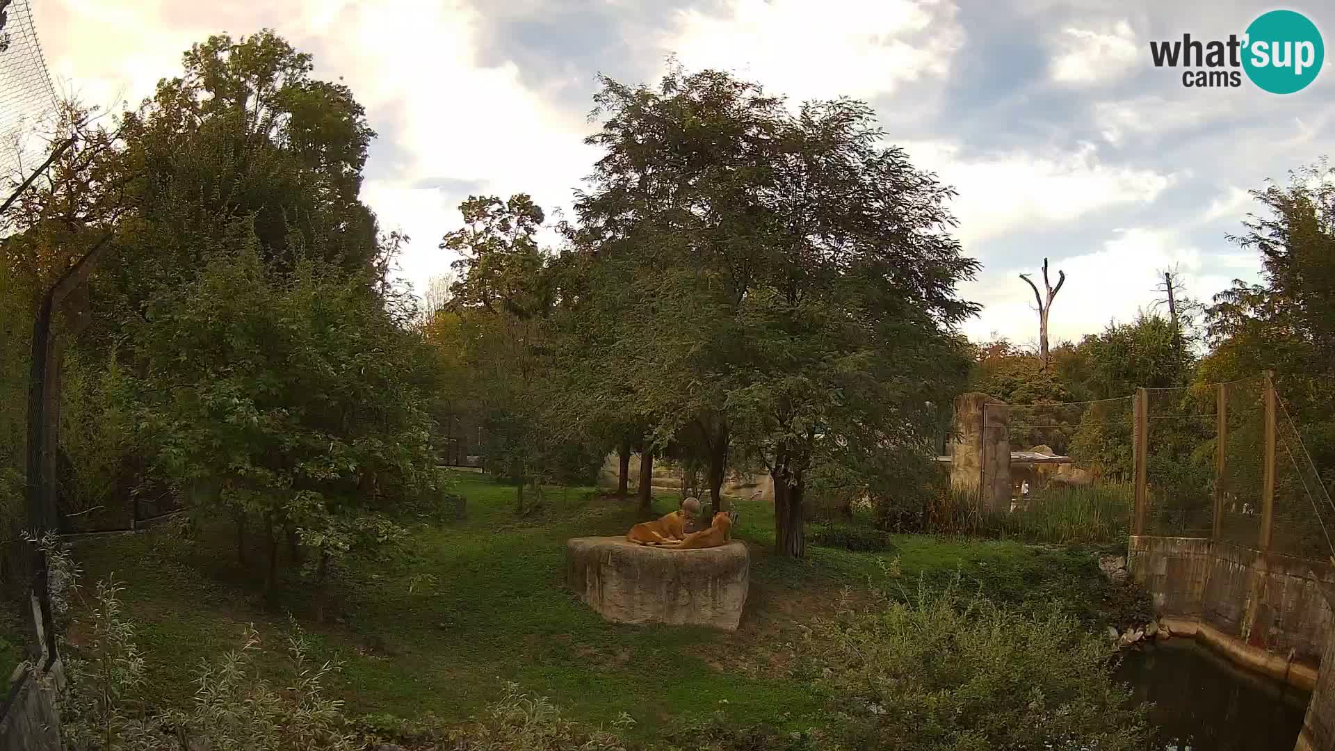 Zoo Zagreb – Lion