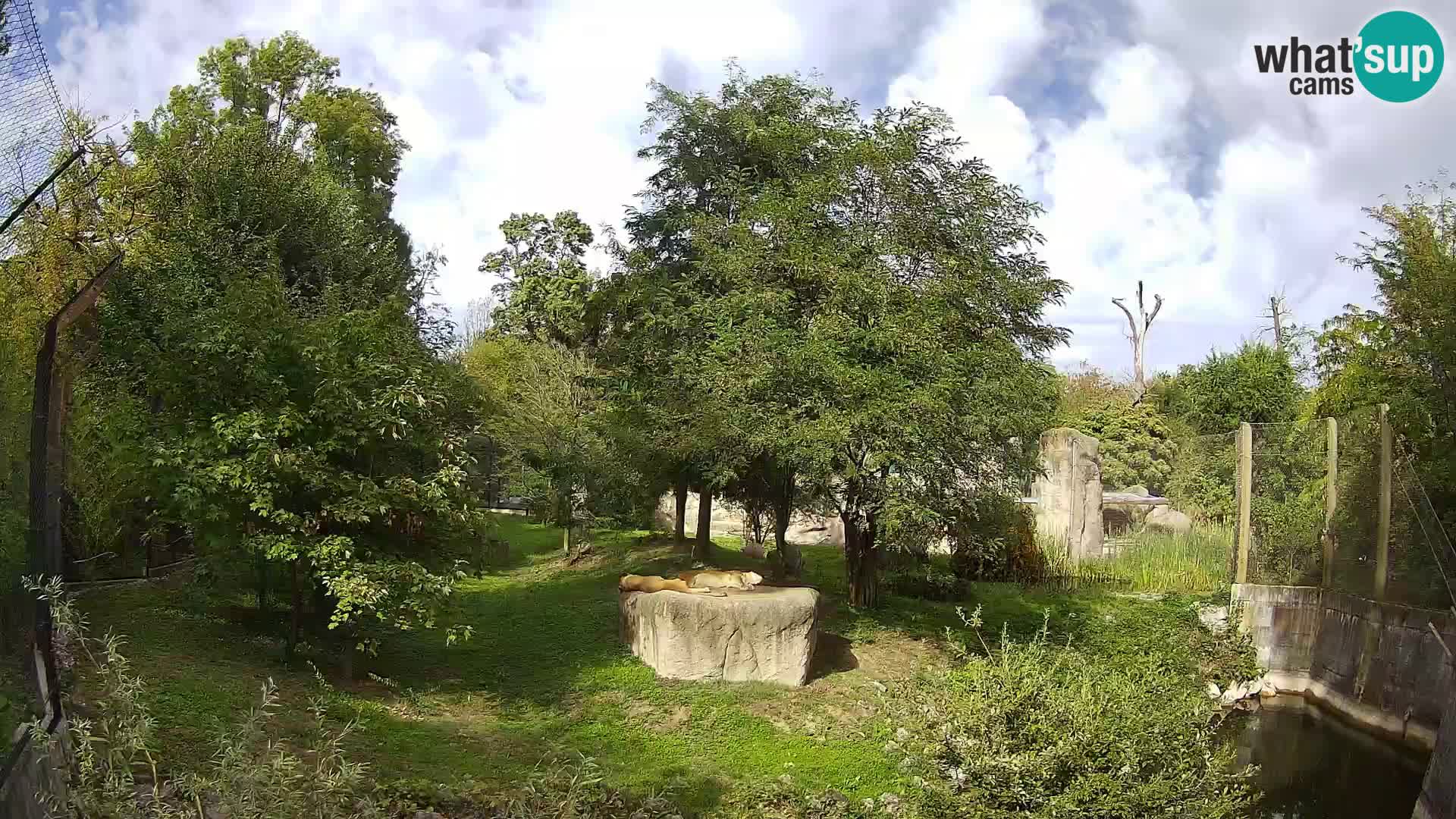 Zoo Zagreb – Leoni