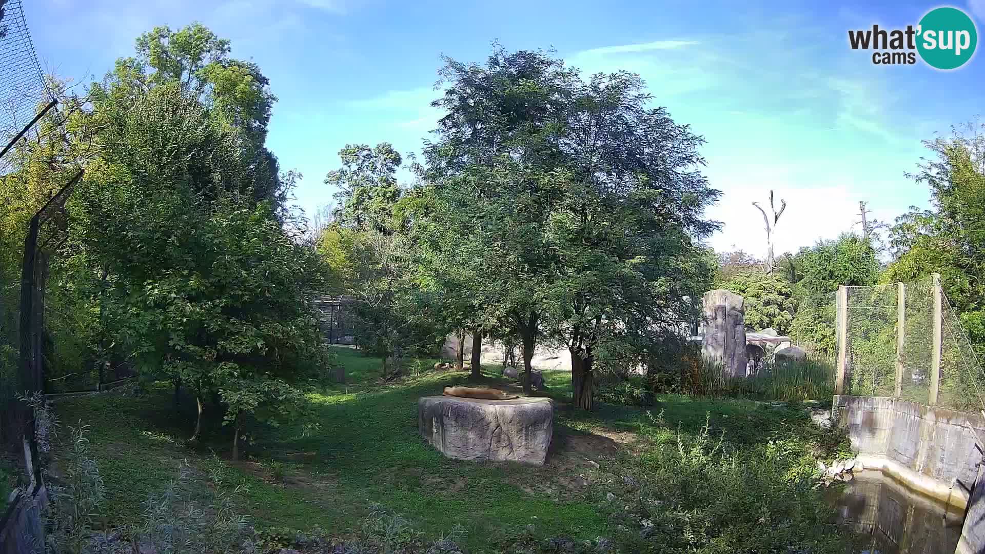 Zoo Zagreb – Lavovi