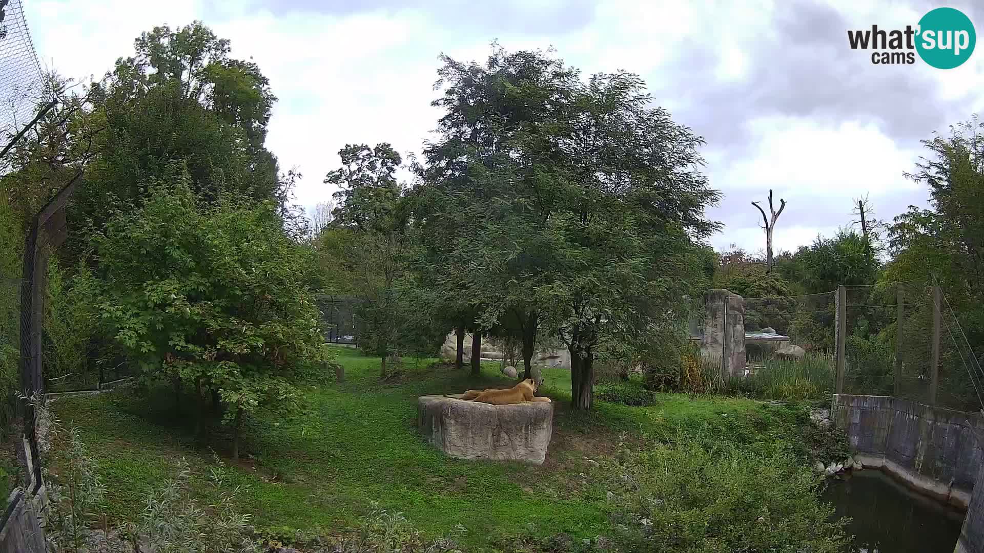 Zoo Zagreb – Lavovi