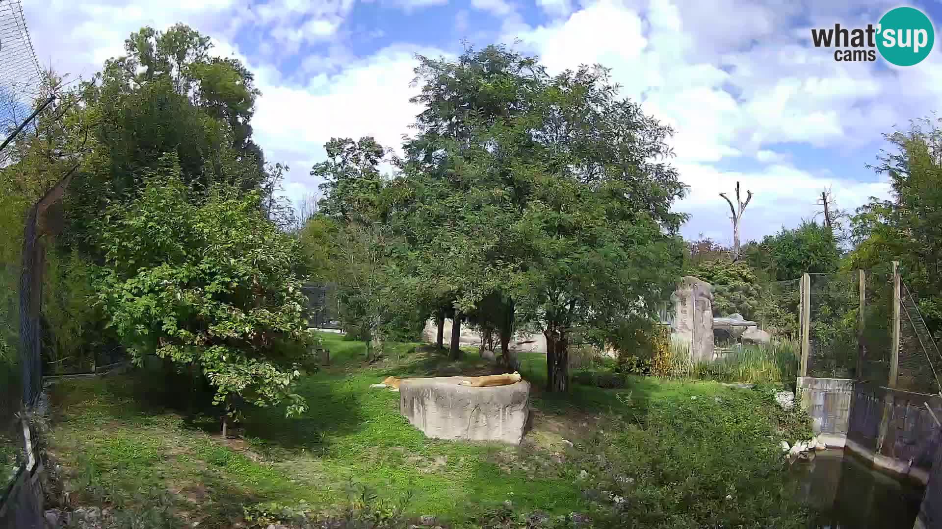 Zoo Zagreb – Lion