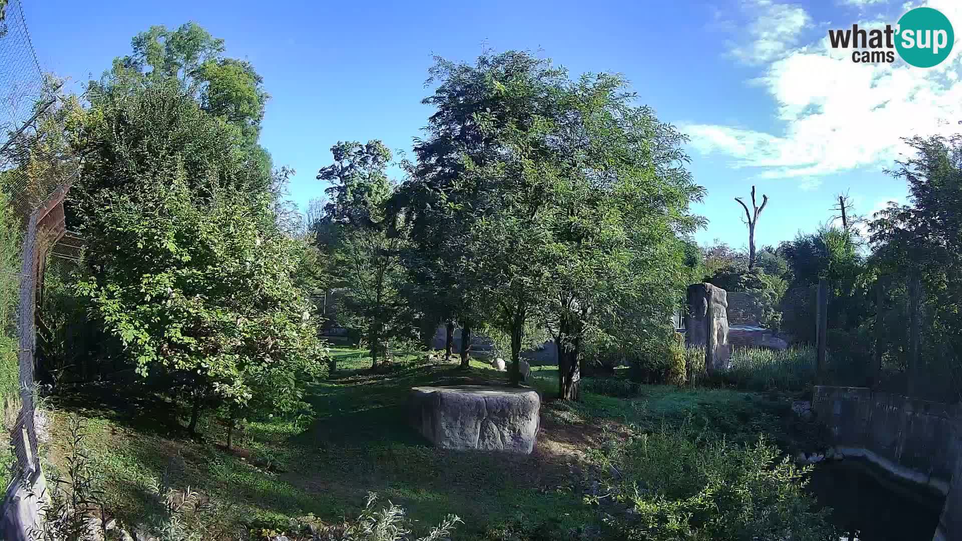 Zoo Zagreb – Lion