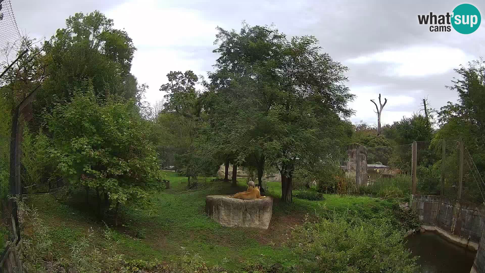 Zoo Zagreb – Lion
