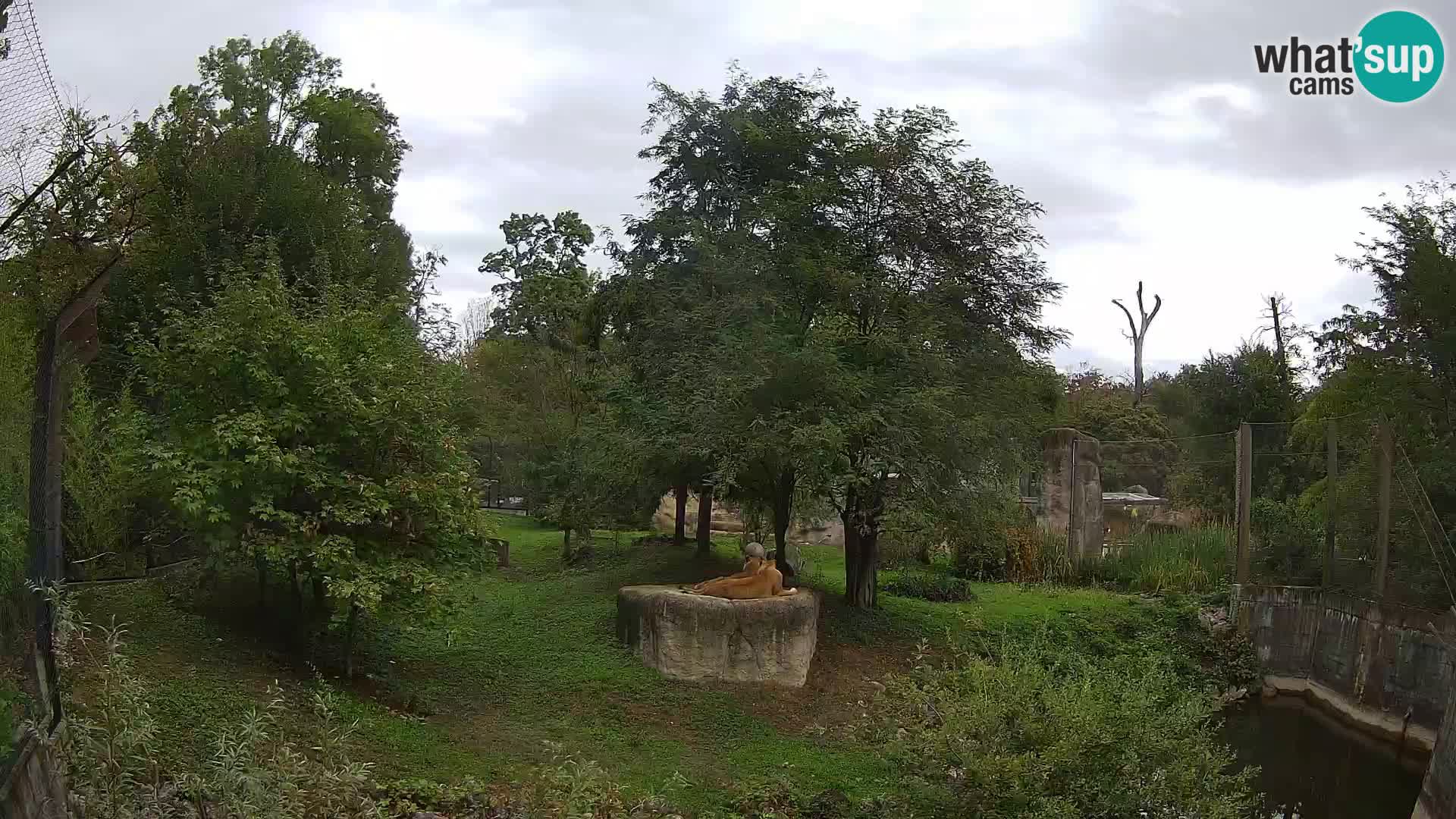 Zoo Zagreb – Lion