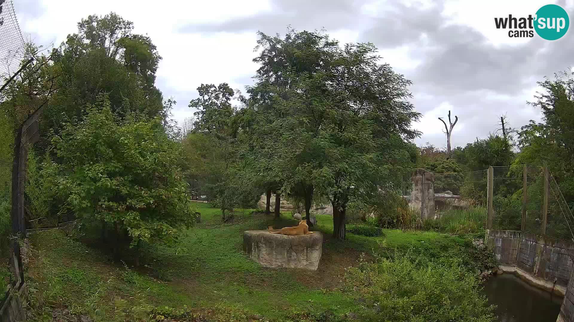 Zoo Zagreb – Lion
