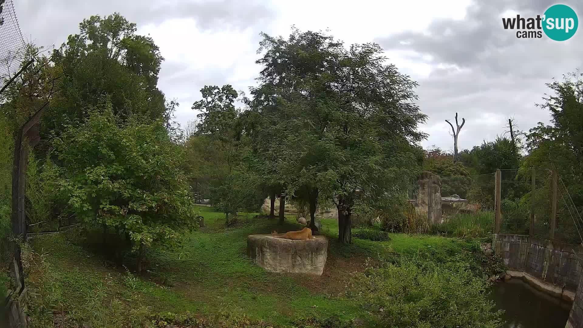 Zoo Zagreb – Leones