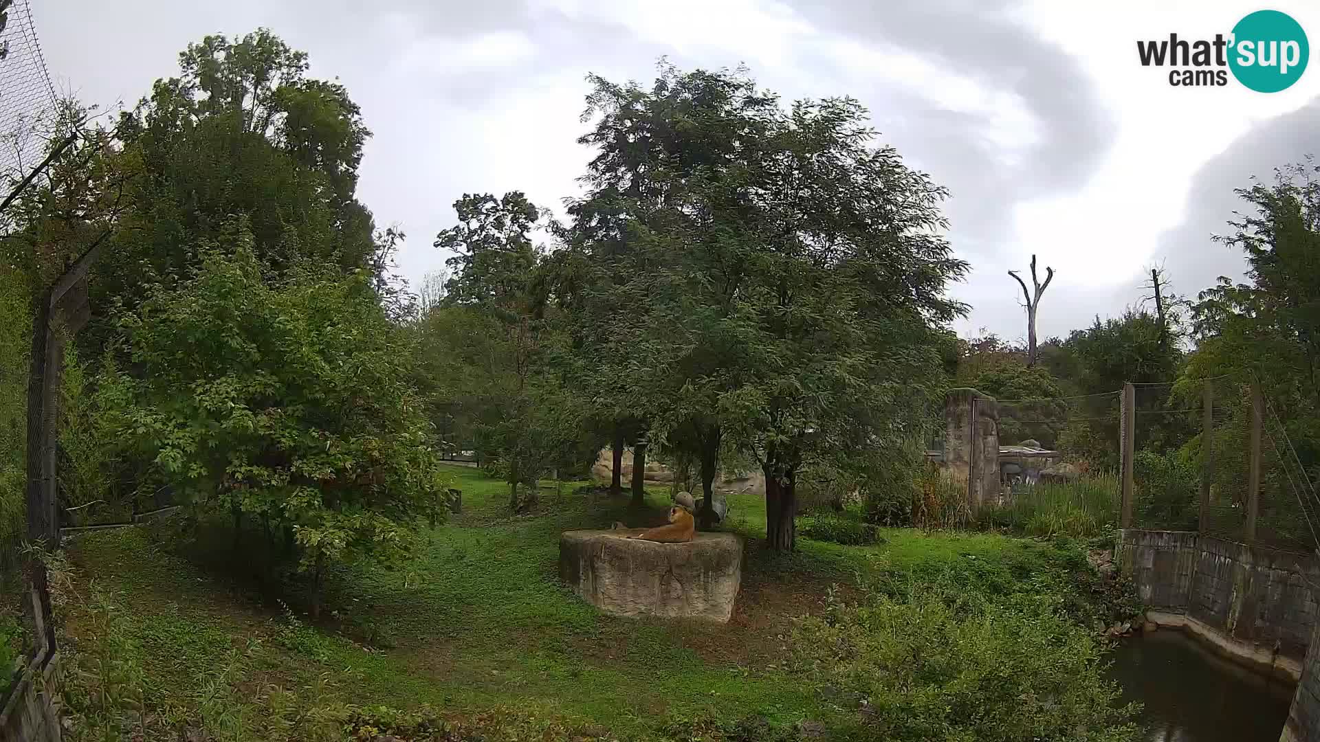 Zoo Zagreb – Löwen