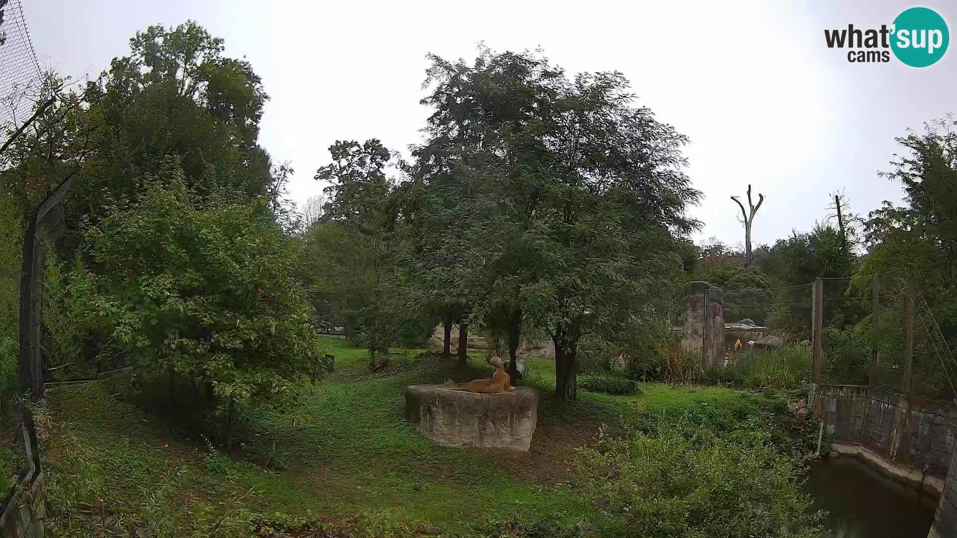 Zoo Zagreb – Löwen