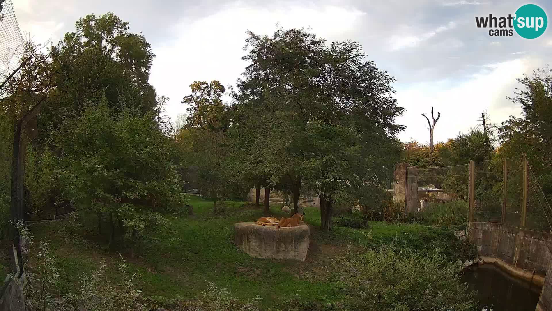 Zoo Zagreb – Leoni