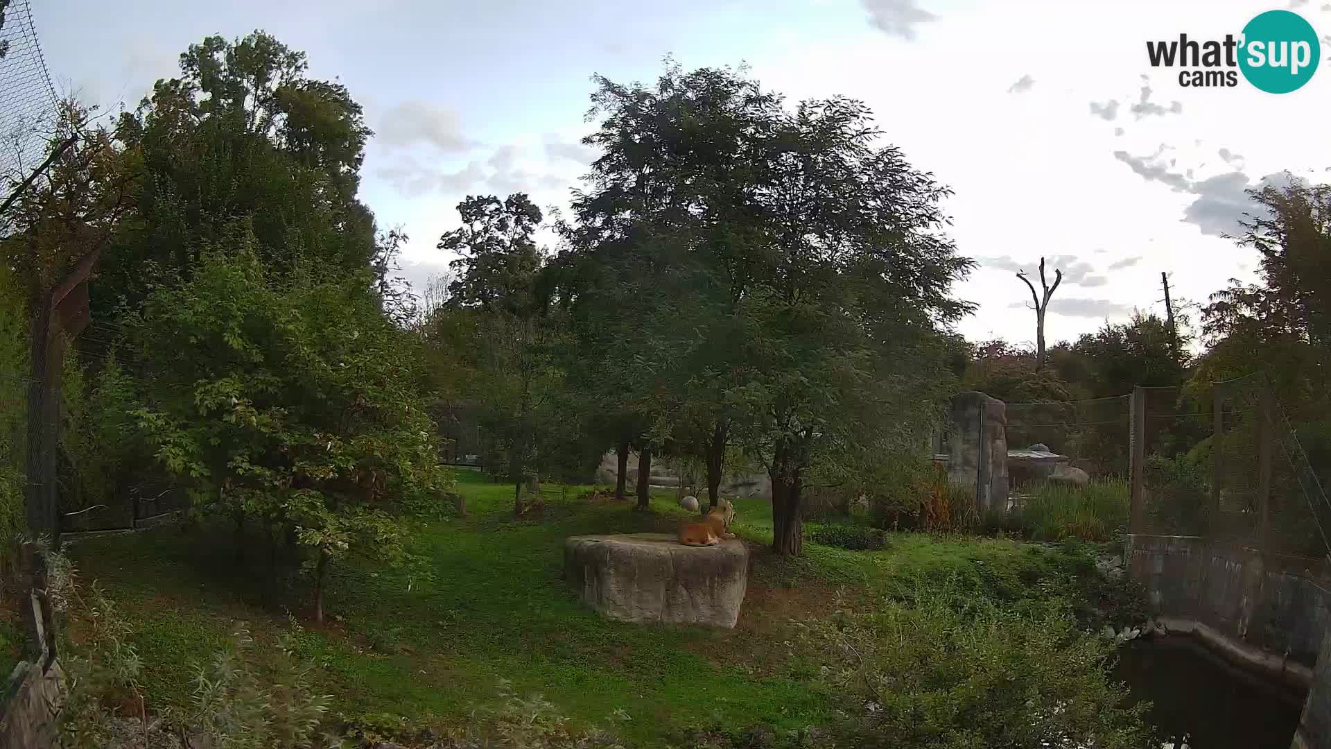 Zoo Zagreb – Leones