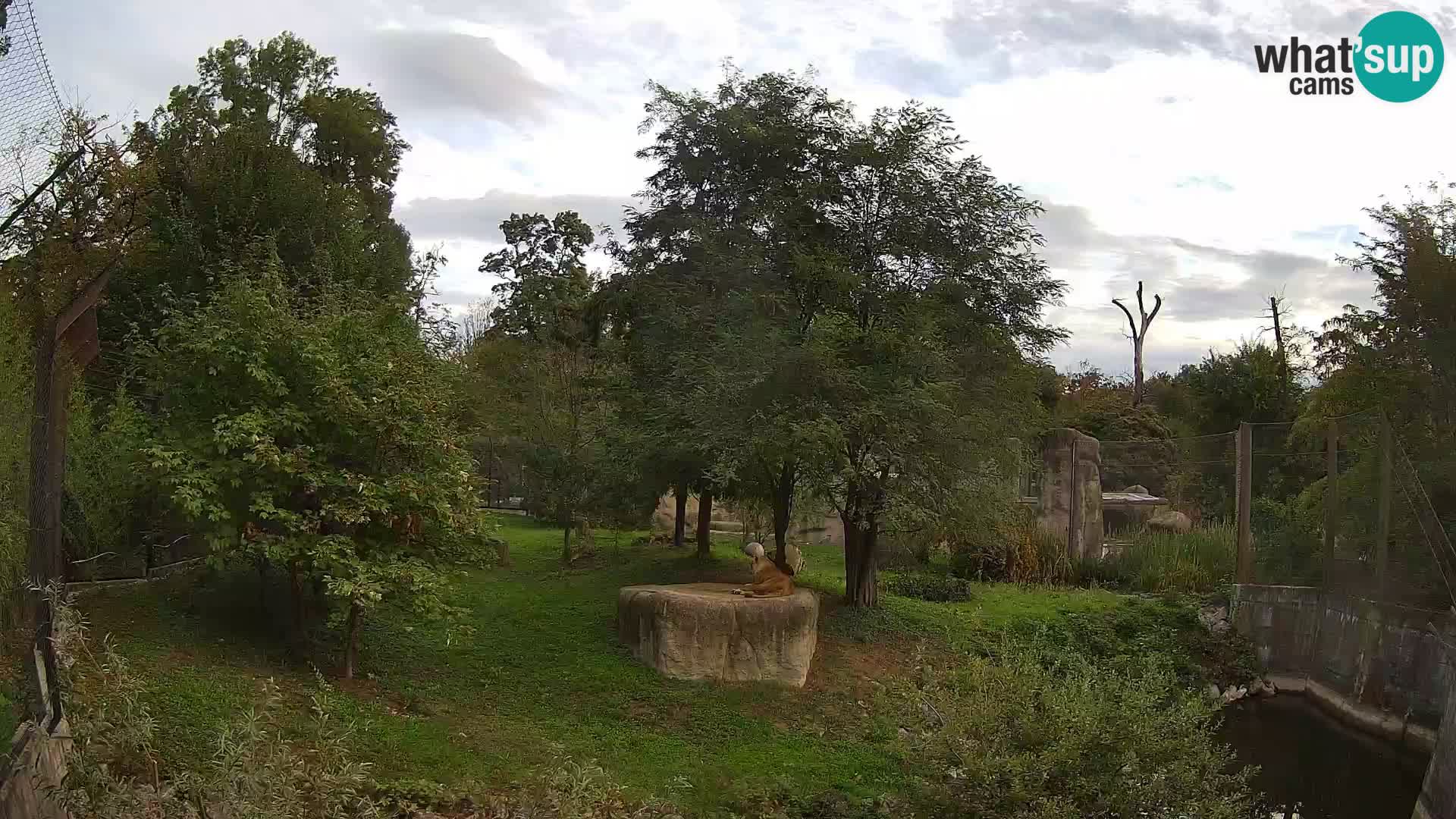 Zoo Zagreb – Löwen