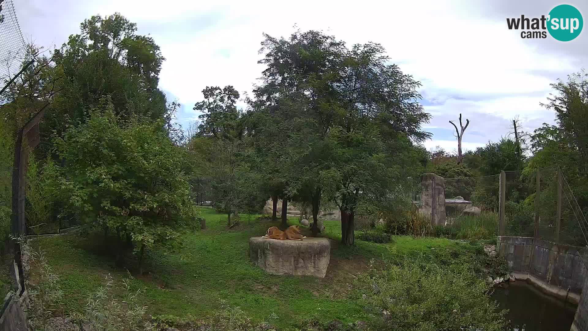 Zoo Zagreb – Löwen