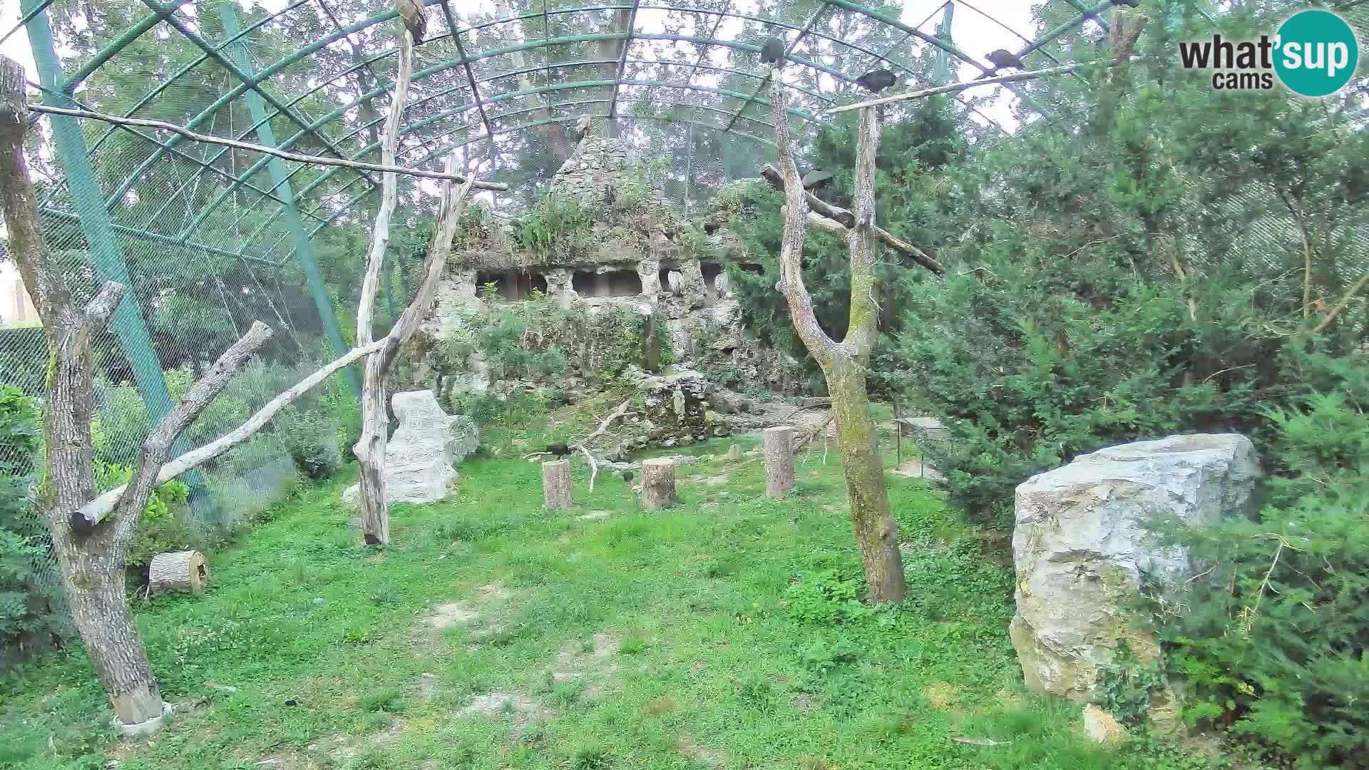 Gyps Webcam – Live aus dem Zoo Zagreb