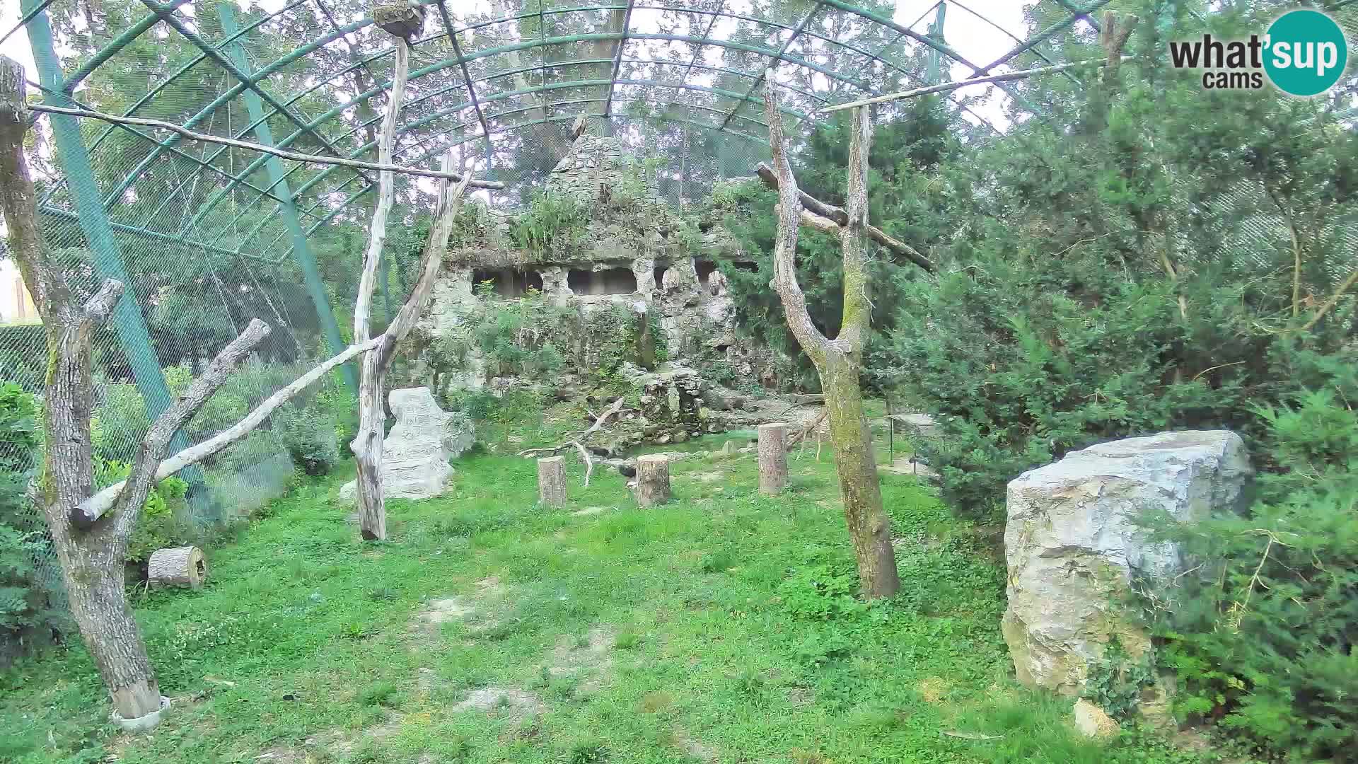 Webcam Grifone – Zoo di Zagabria in diretta