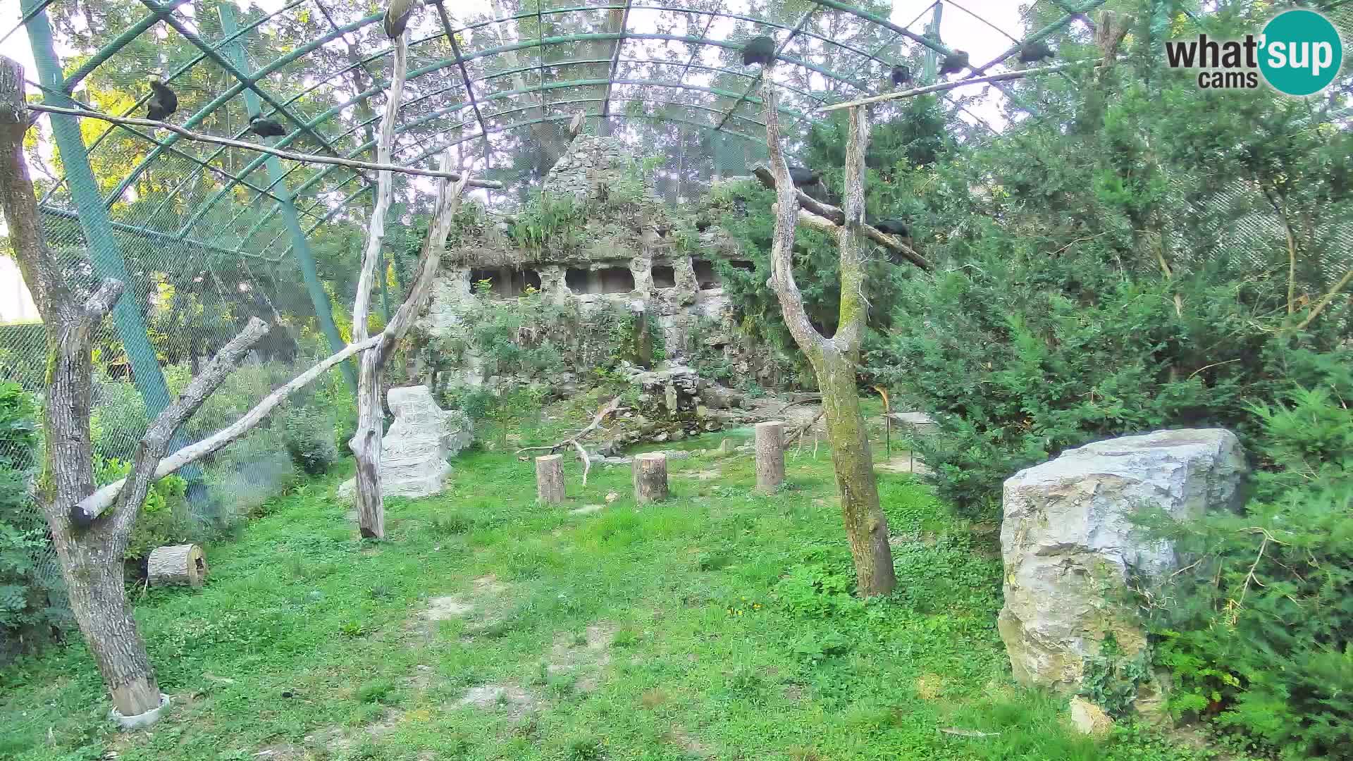Webcam Grifone – Zoo di Zagabria in diretta