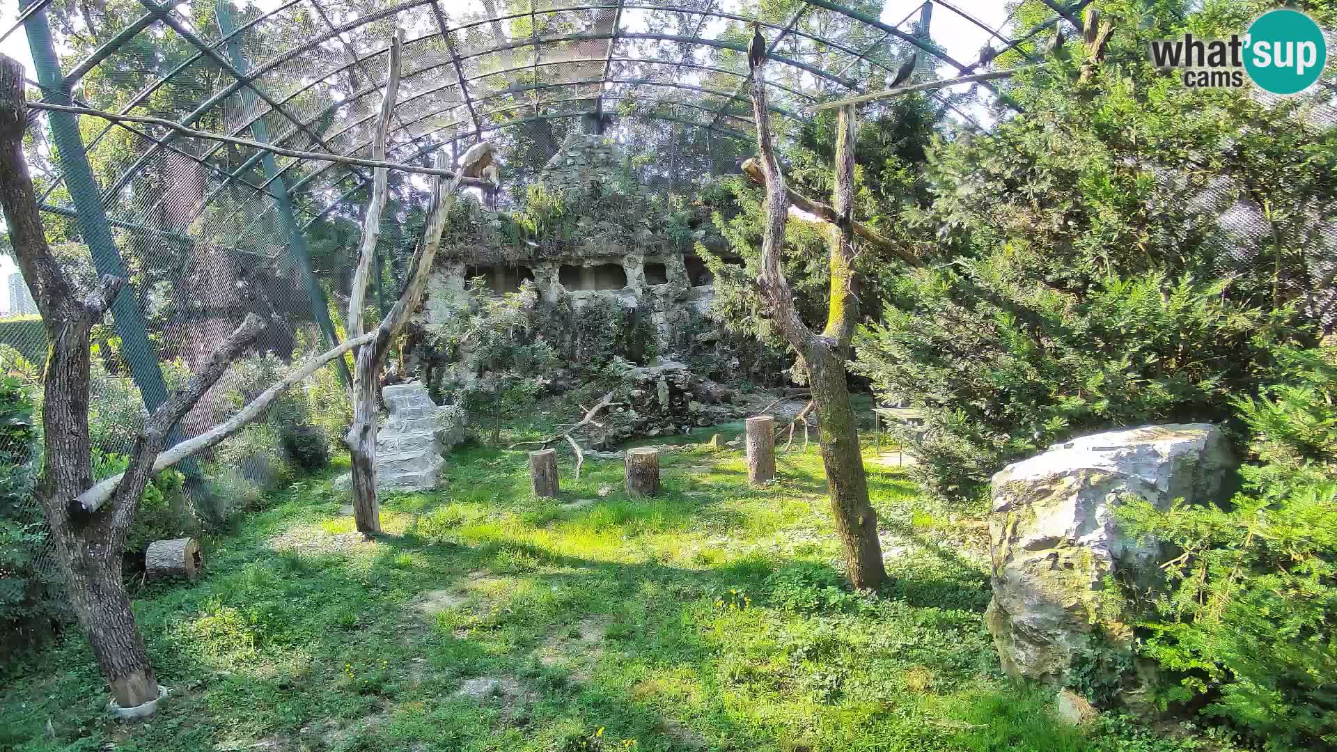 Gyps Webcam – Zagreb Zoo Live