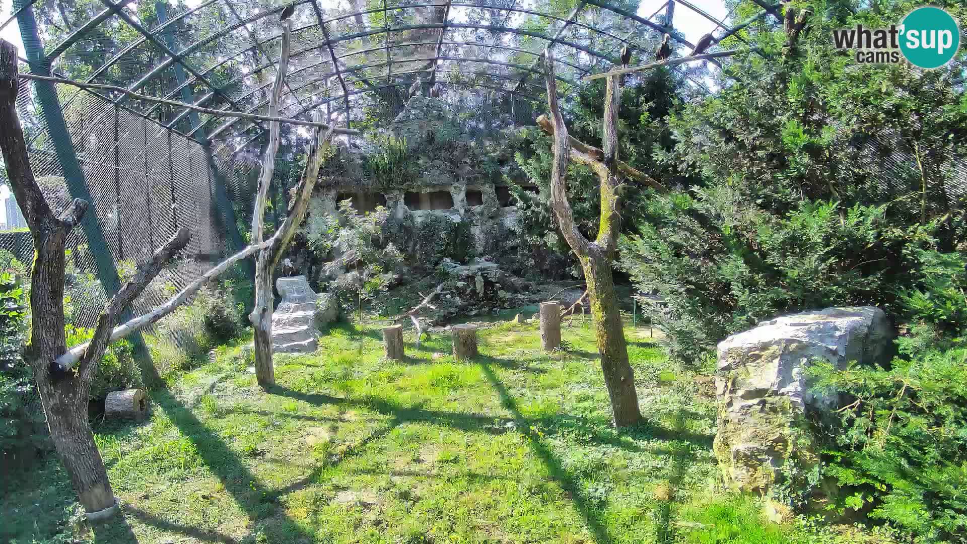 Gyps Webcam – Zagreb Zoo Live
