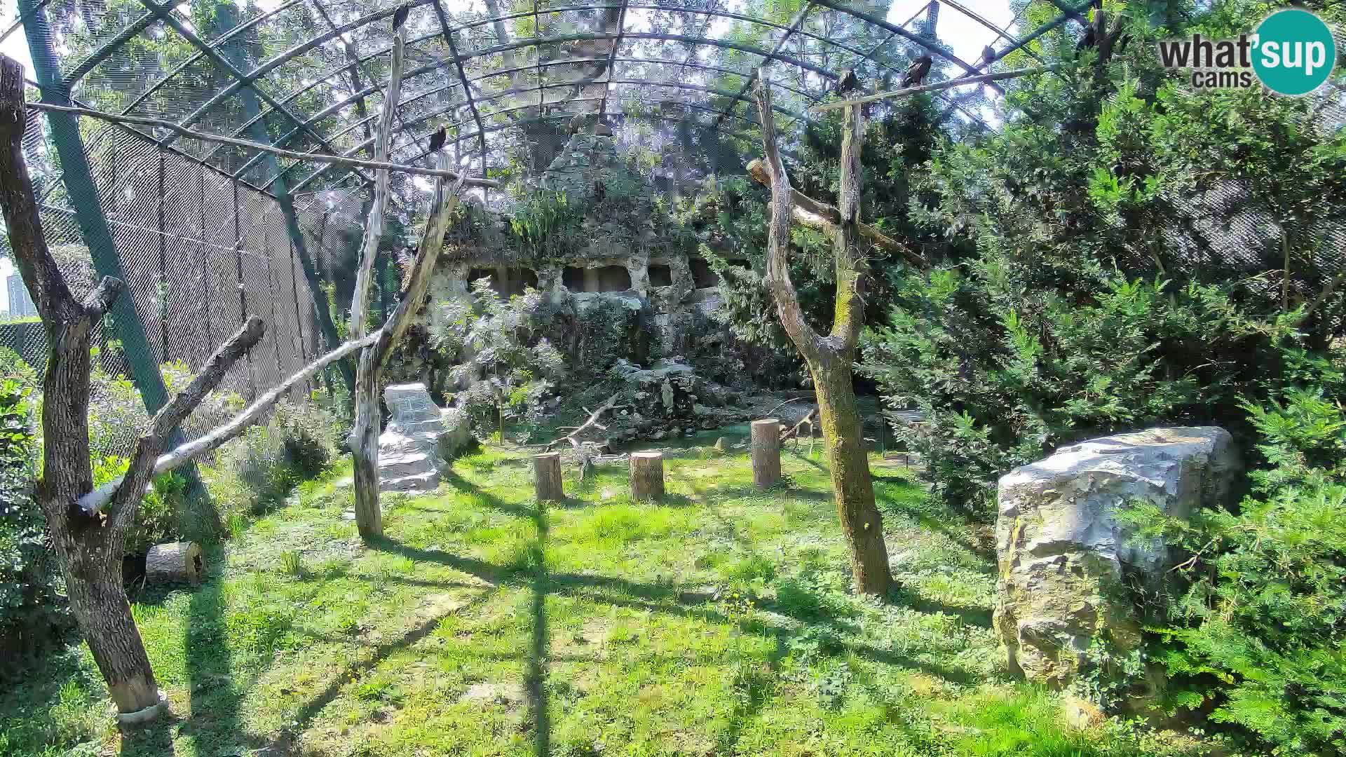Gyps Webcam – Zagreb Zoo Live