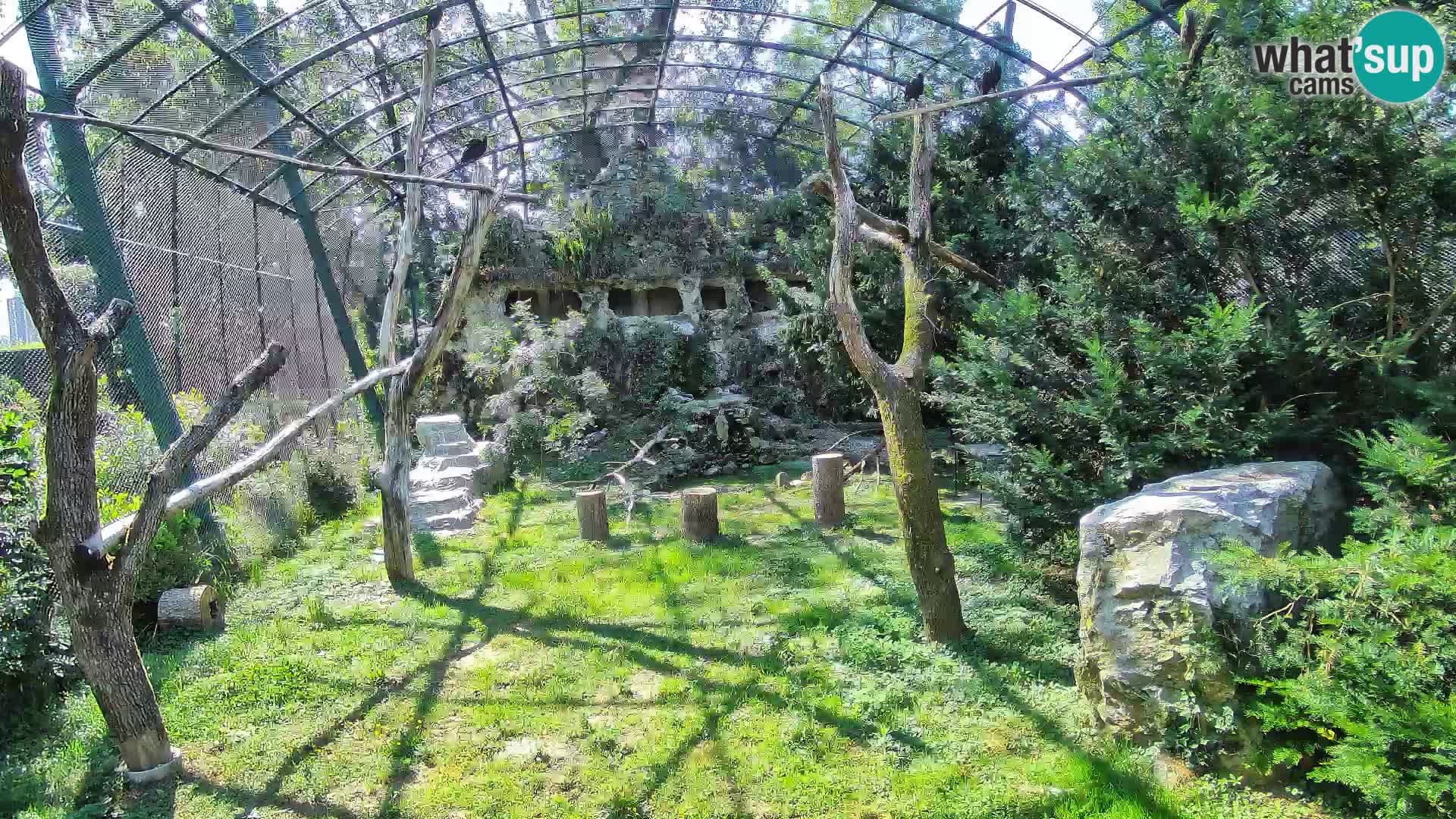 Webcam Vautour fauve – Zoo de Zagreb en direct