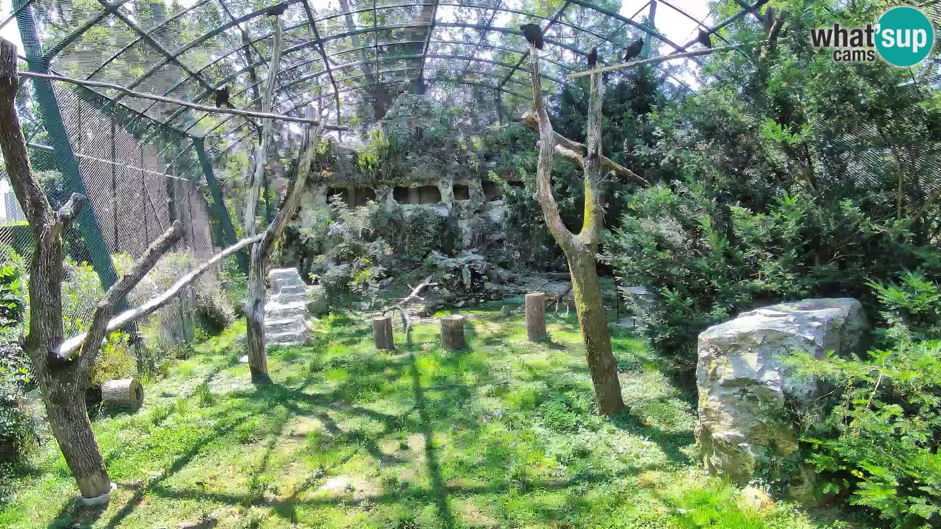 Webcam Vautour fauve – Zoo de Zagreb en direct