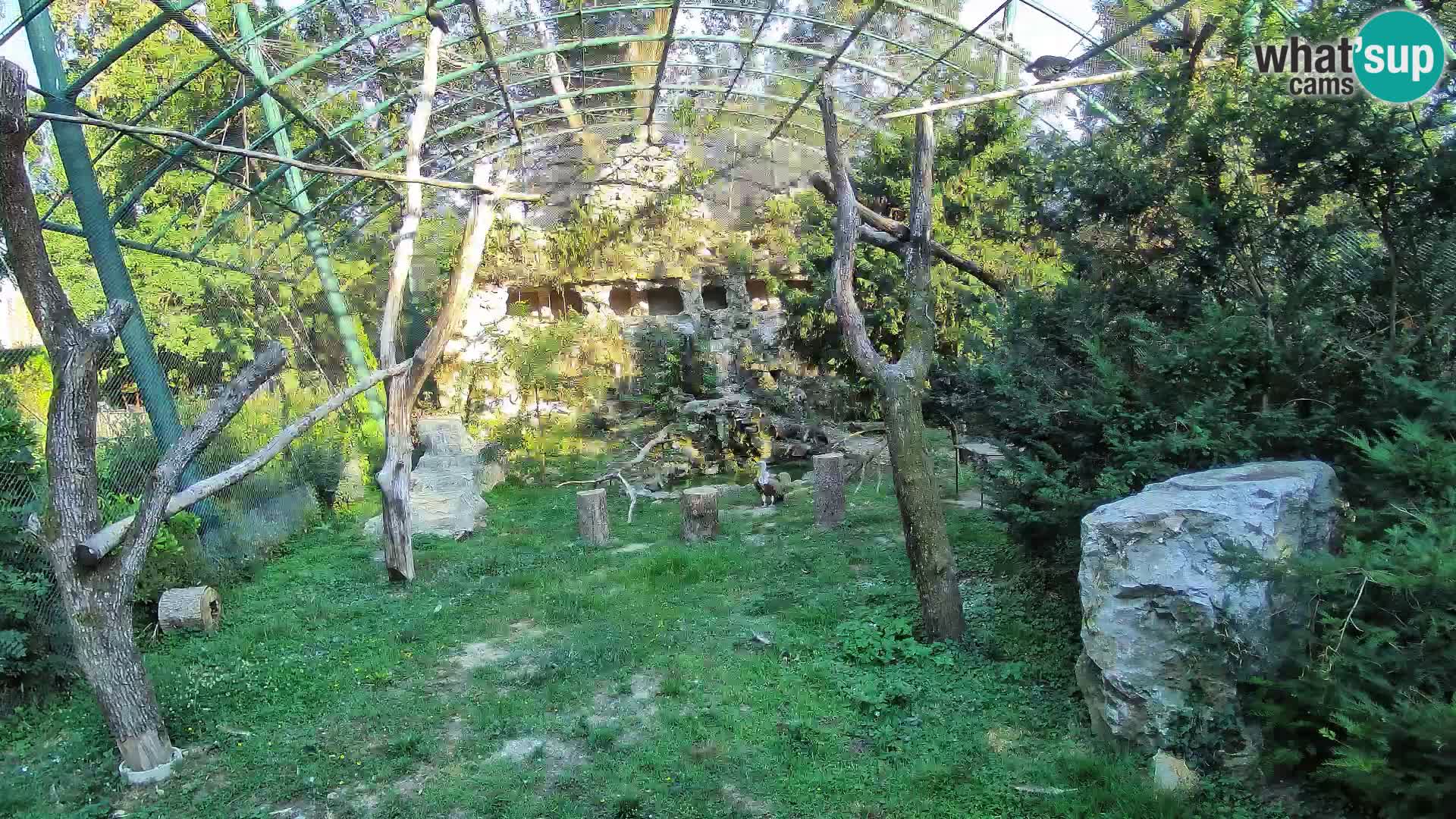 Gyps Webcam – Zagreb Zoo Live